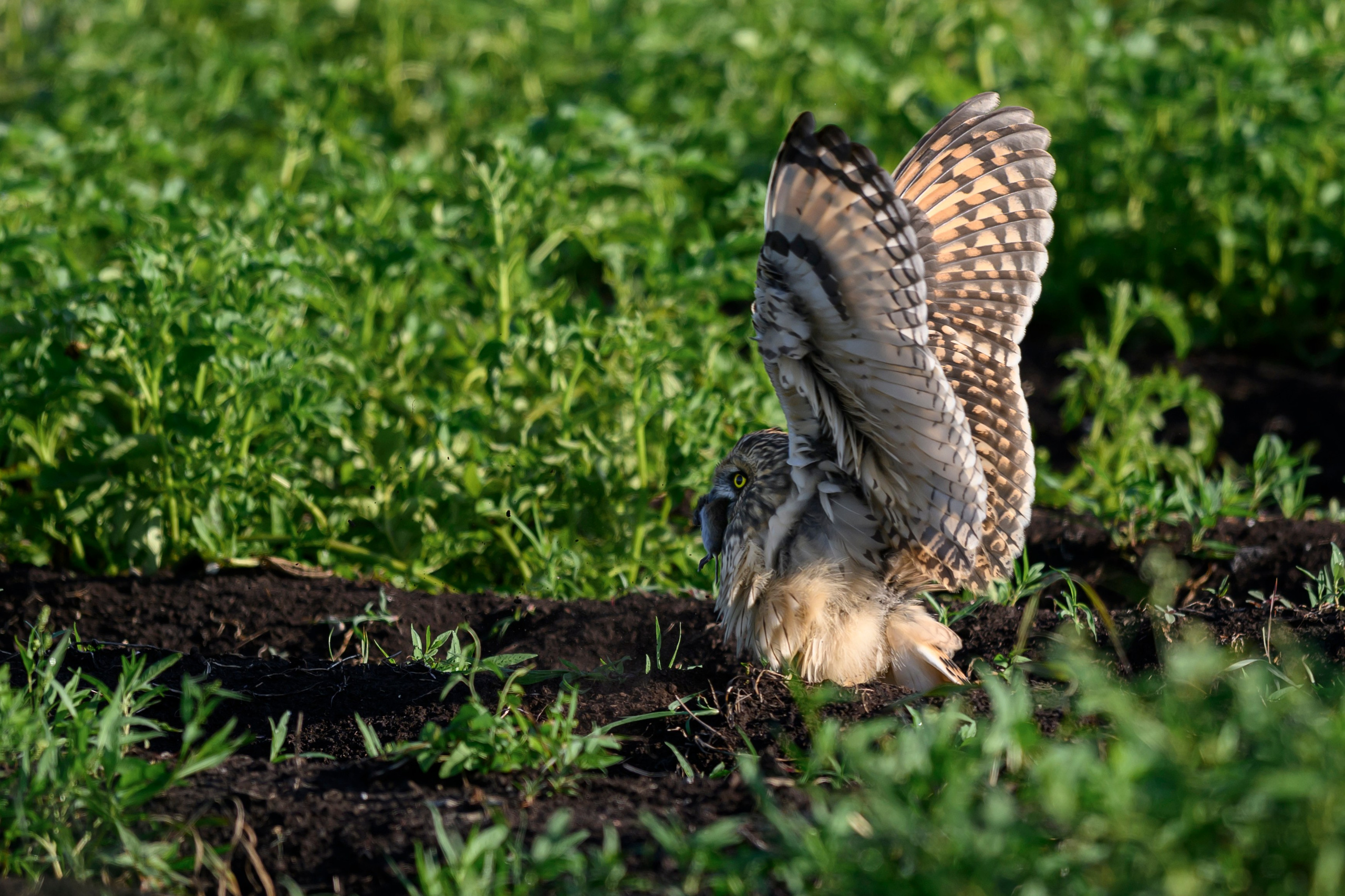 Совята завтракают. The owlets are having breakfast. Wildlife photography by Sergey Puponin