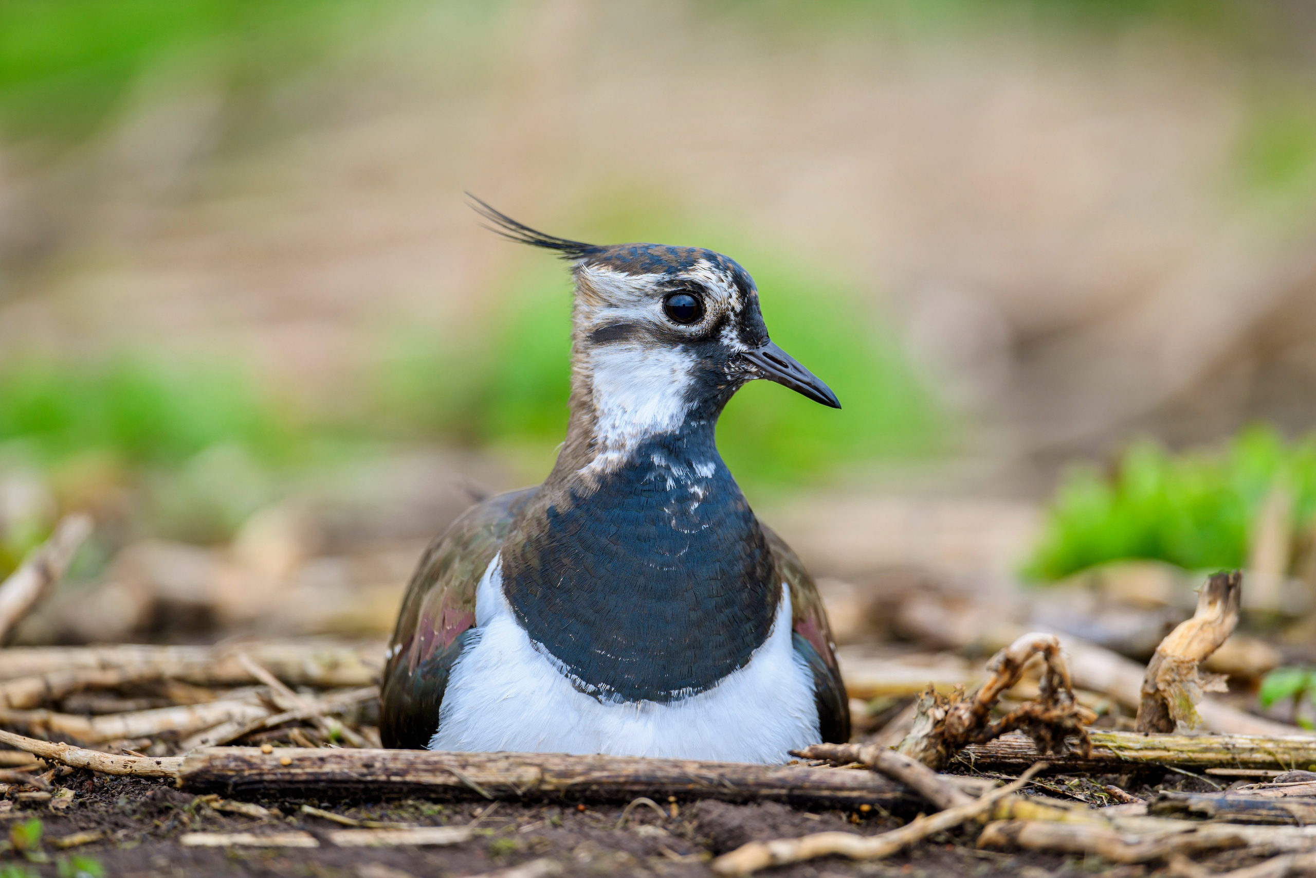 Секрет чибиса. Фотограф Сергей Пупонин