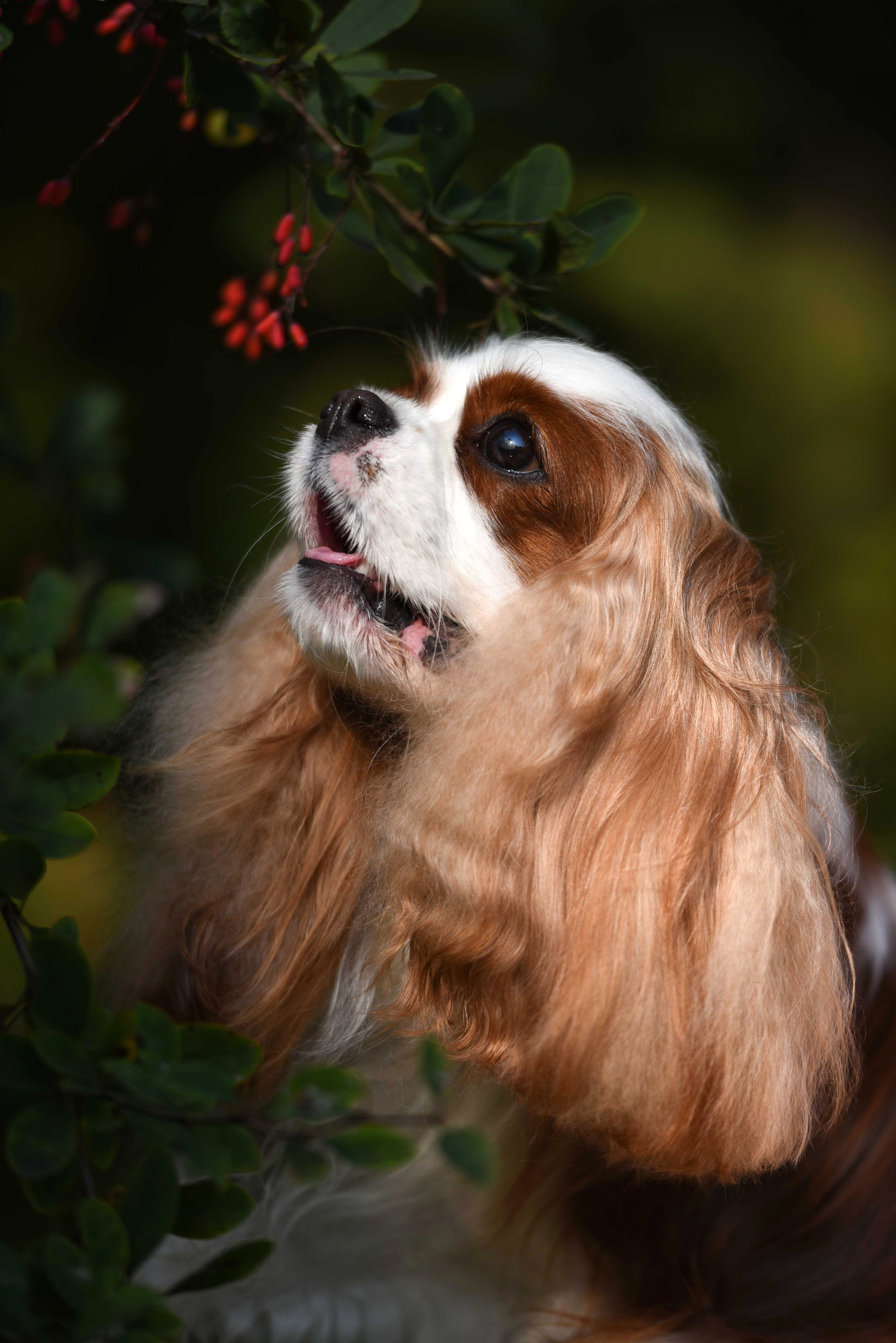 Онлайн-курс по съемке собак. Фотограф Анастасия Ветковская, Москва