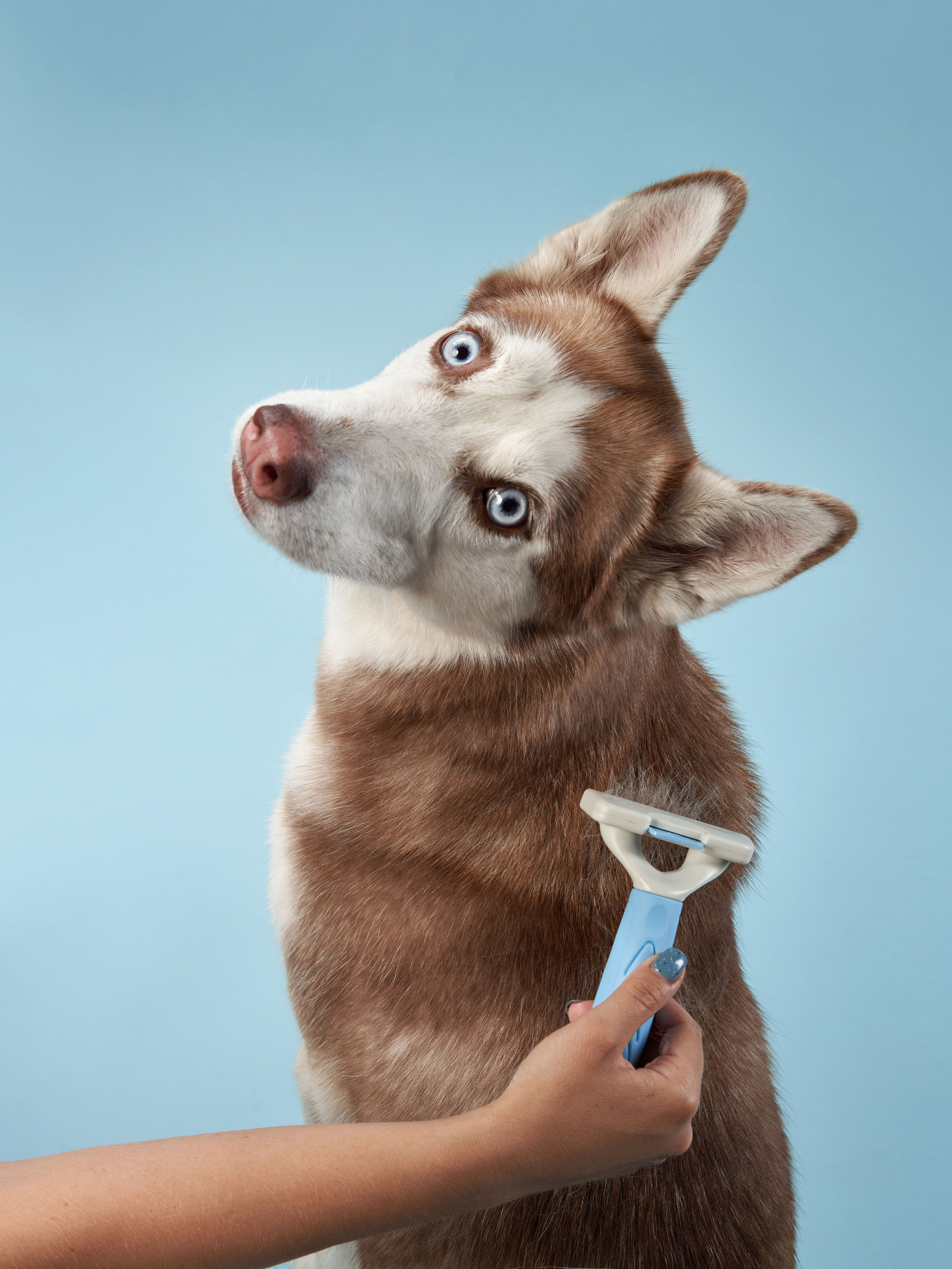 Pet Advertising Photography | Commercial Shoots with Dogs & Cats. Dog photographer Averianova Anna — Art photography of dogs