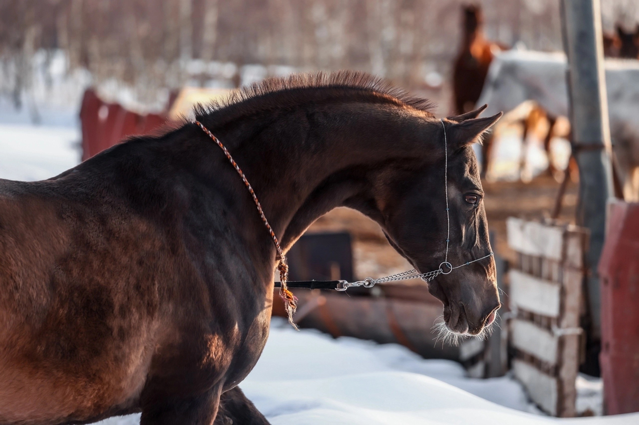 Хоррамдел. Продажа ахалтекинских и полукровных лошадей