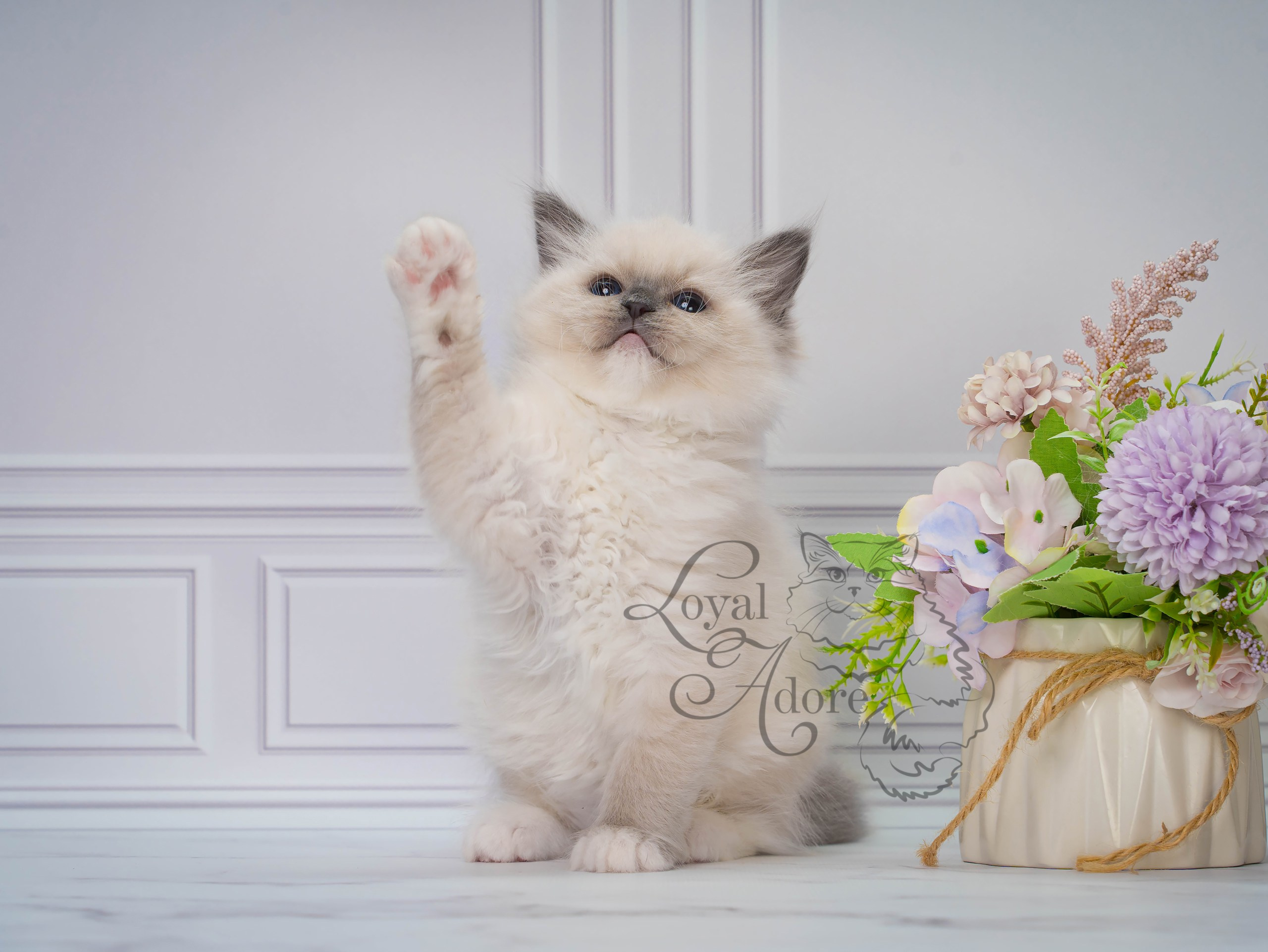 Котята рэгдолл от Loyal Adore. Питомник рэгдолл Loyal Adore