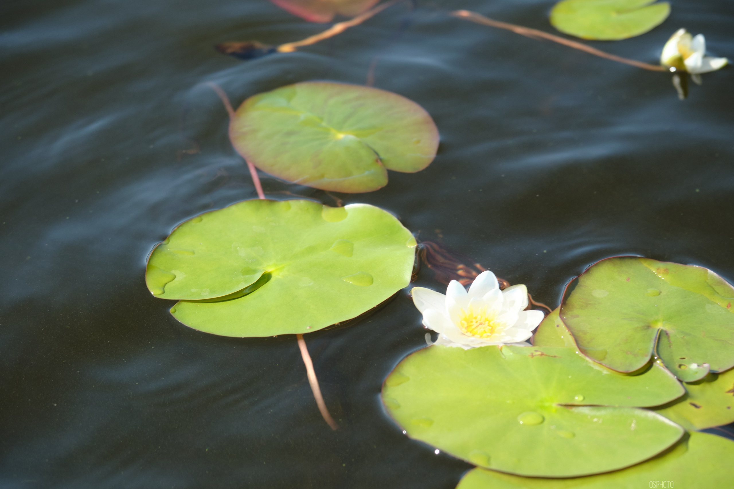 Вейк-парк Сапшо. Фотографъ Сергѣевъ. Поймать мгновеніе