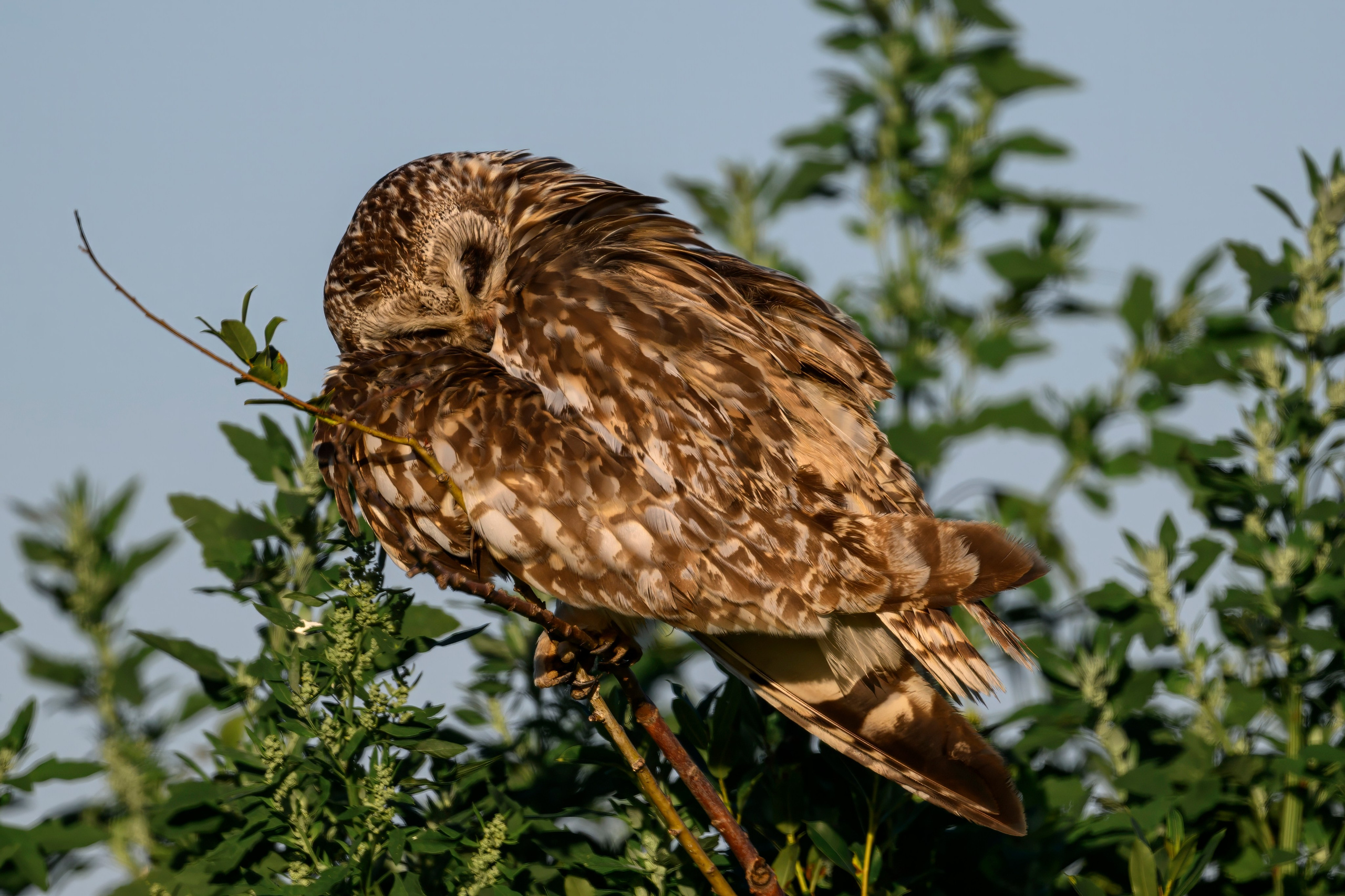Утренний моцион совы. Owl's morning routine. Wildlife photography by Sergey Puponin