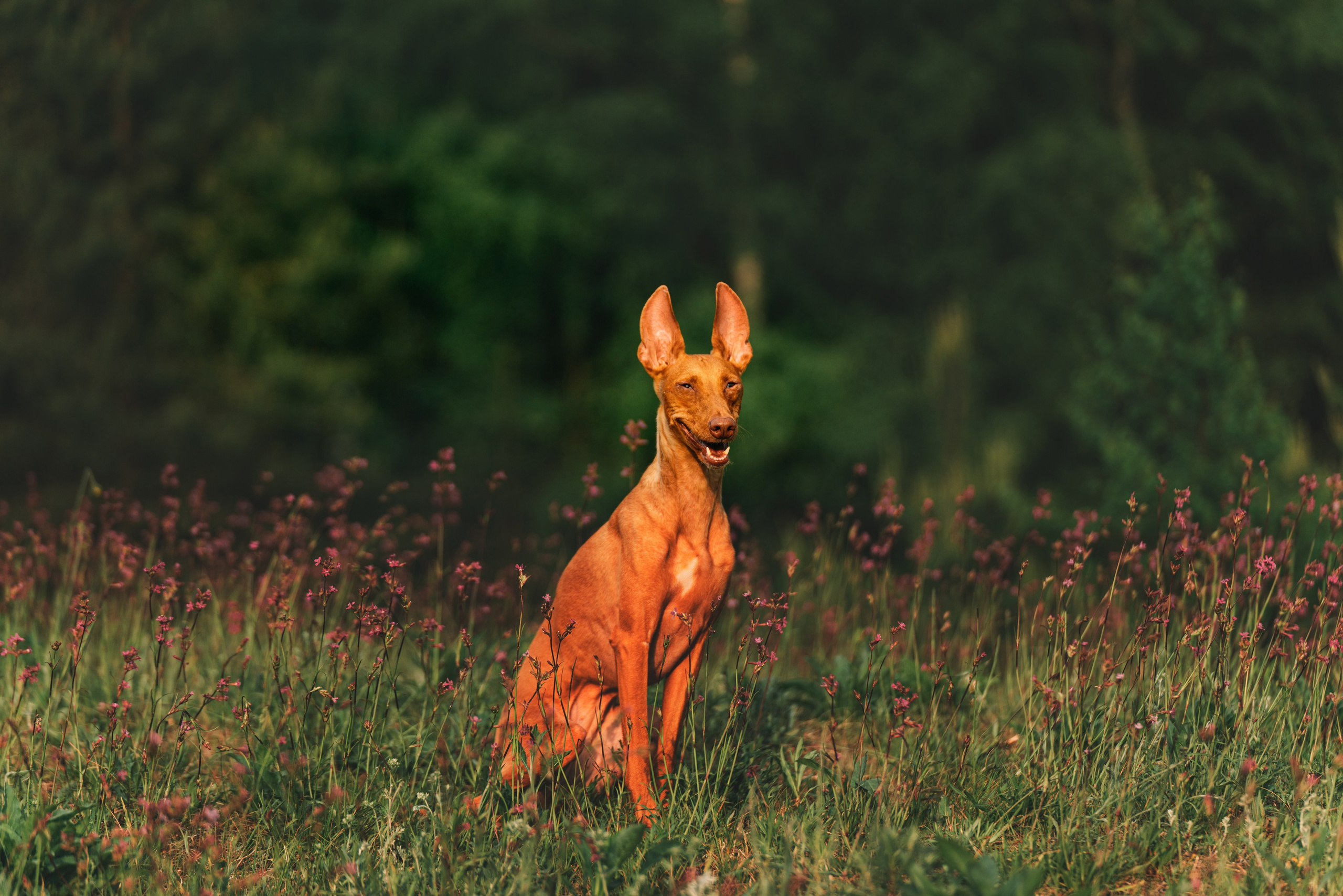 фотограф Олеся Майорова Спб