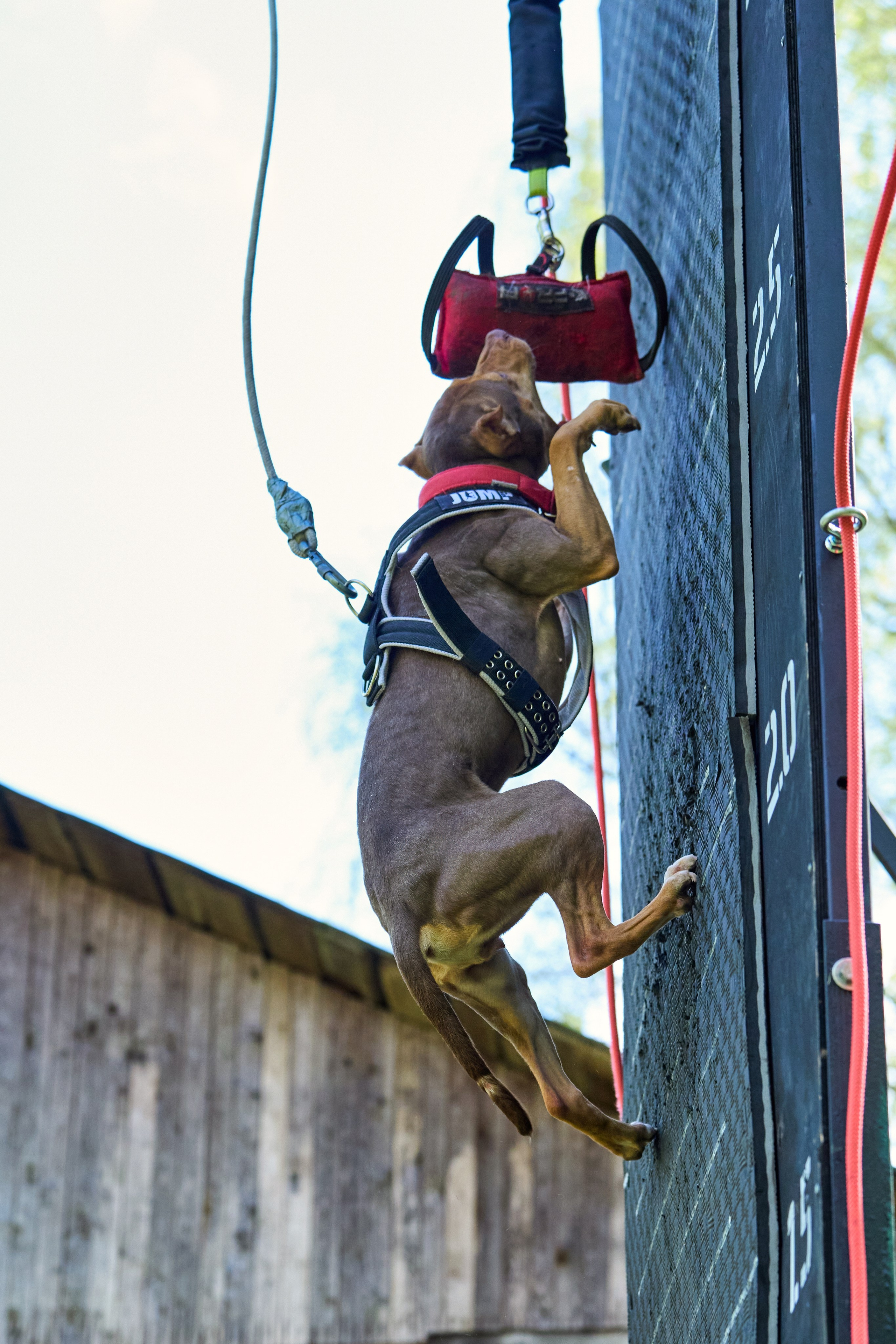 Фотосессия на площадке Jump'n'Gym. Фотограф-анималист Михаил Манухин