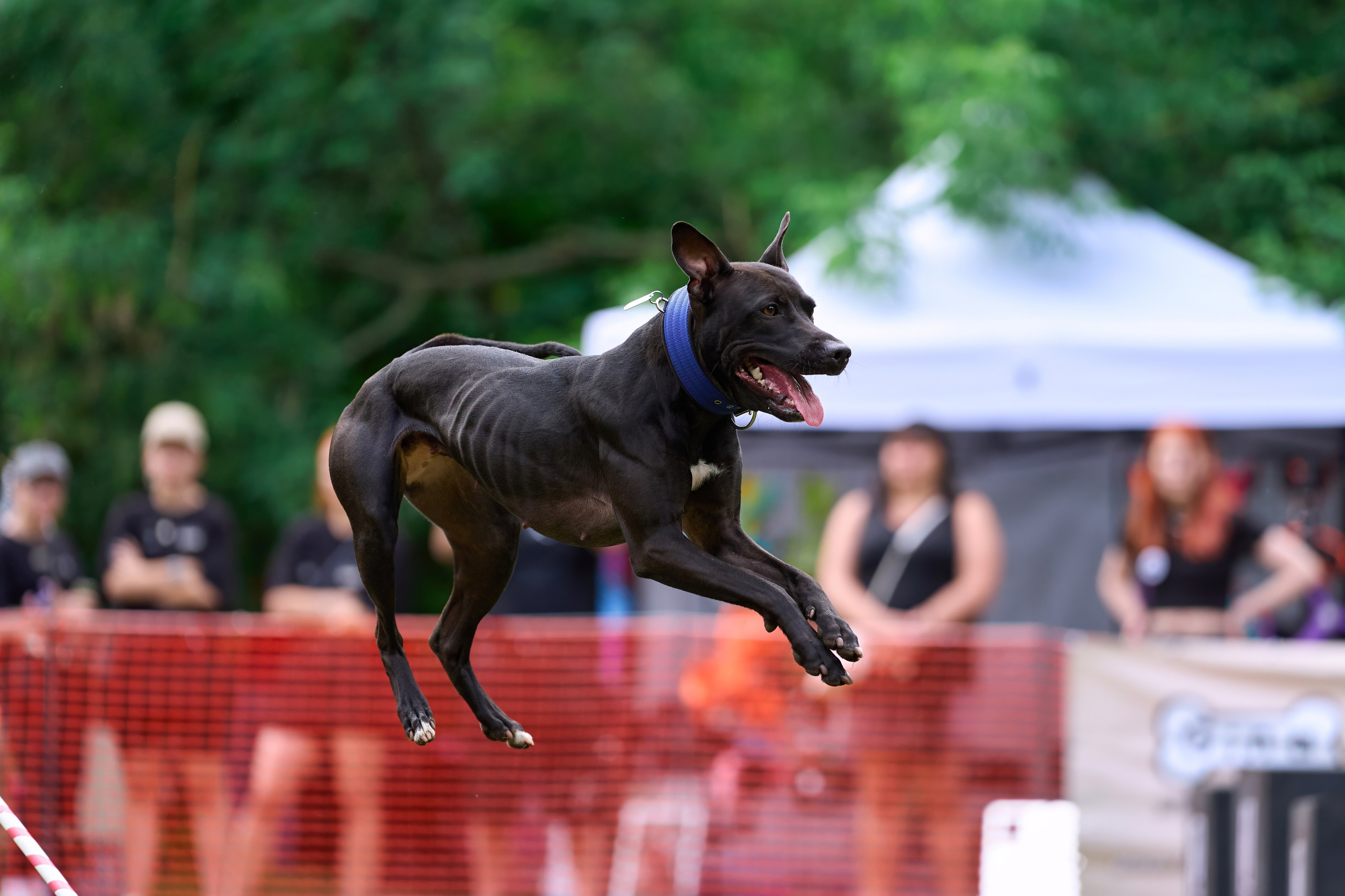 Jump'n'Gym JUMP! — 2024. Фотограф-анималист Михаил Манухин