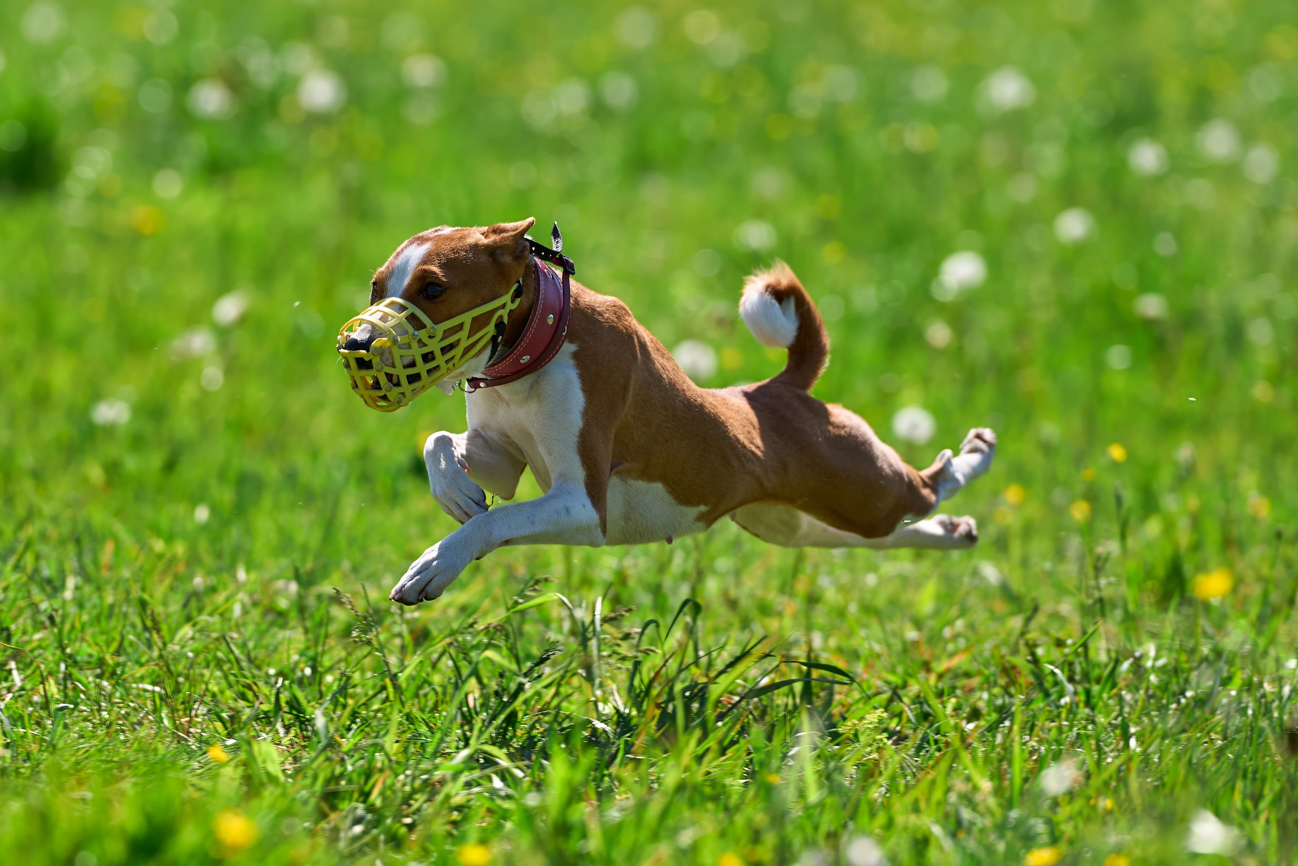 Тренировка по курсингу Донино. Фотограф-анималист Михаил Манухин