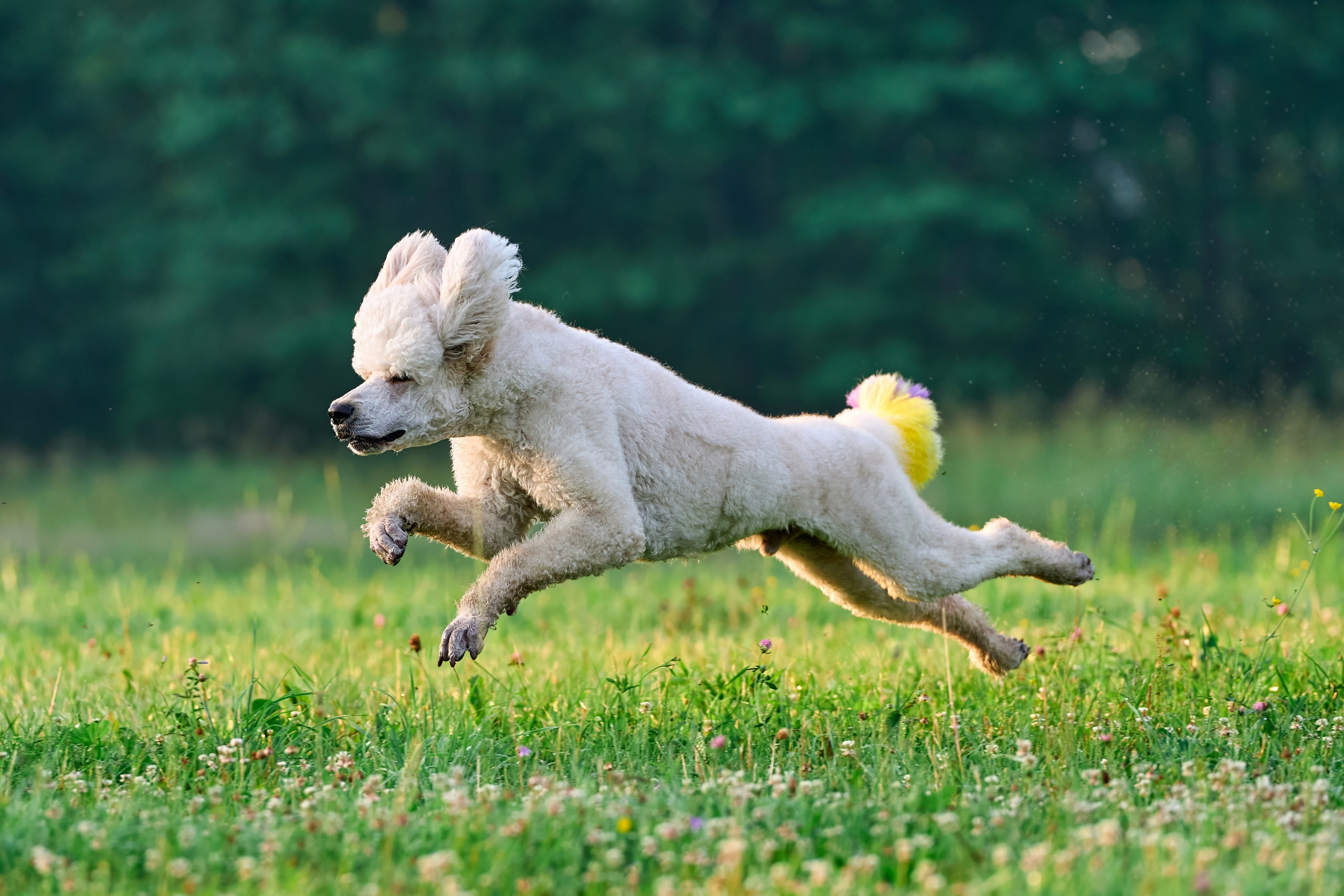 Тренировка по курсингу Донино. Фотограф-анималист Михаил Манухин