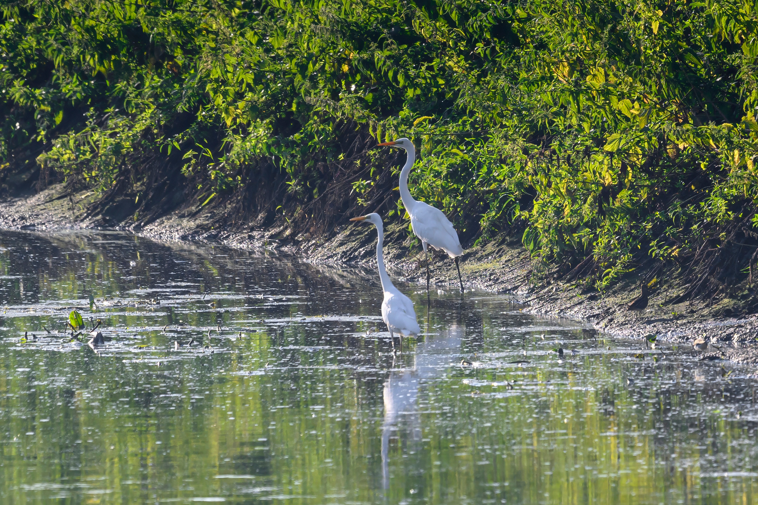 Цапли и совы. Herons and Owls. Wildlife photography by Sergey Puponin