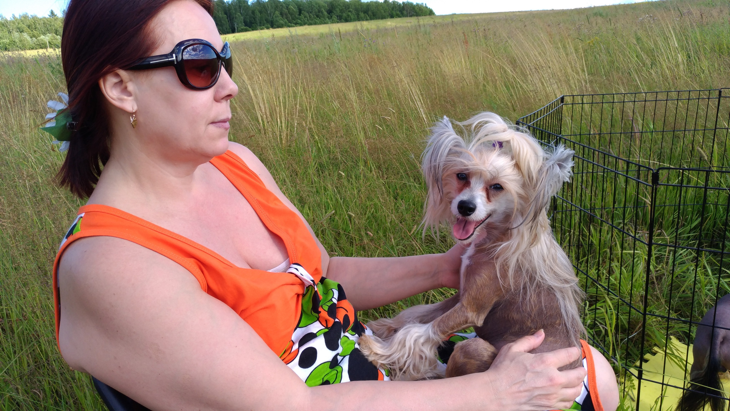 В поле под присмотром сокола. Питомник китайских хохлатых собак Poale Ell: купить щенка в питомнике