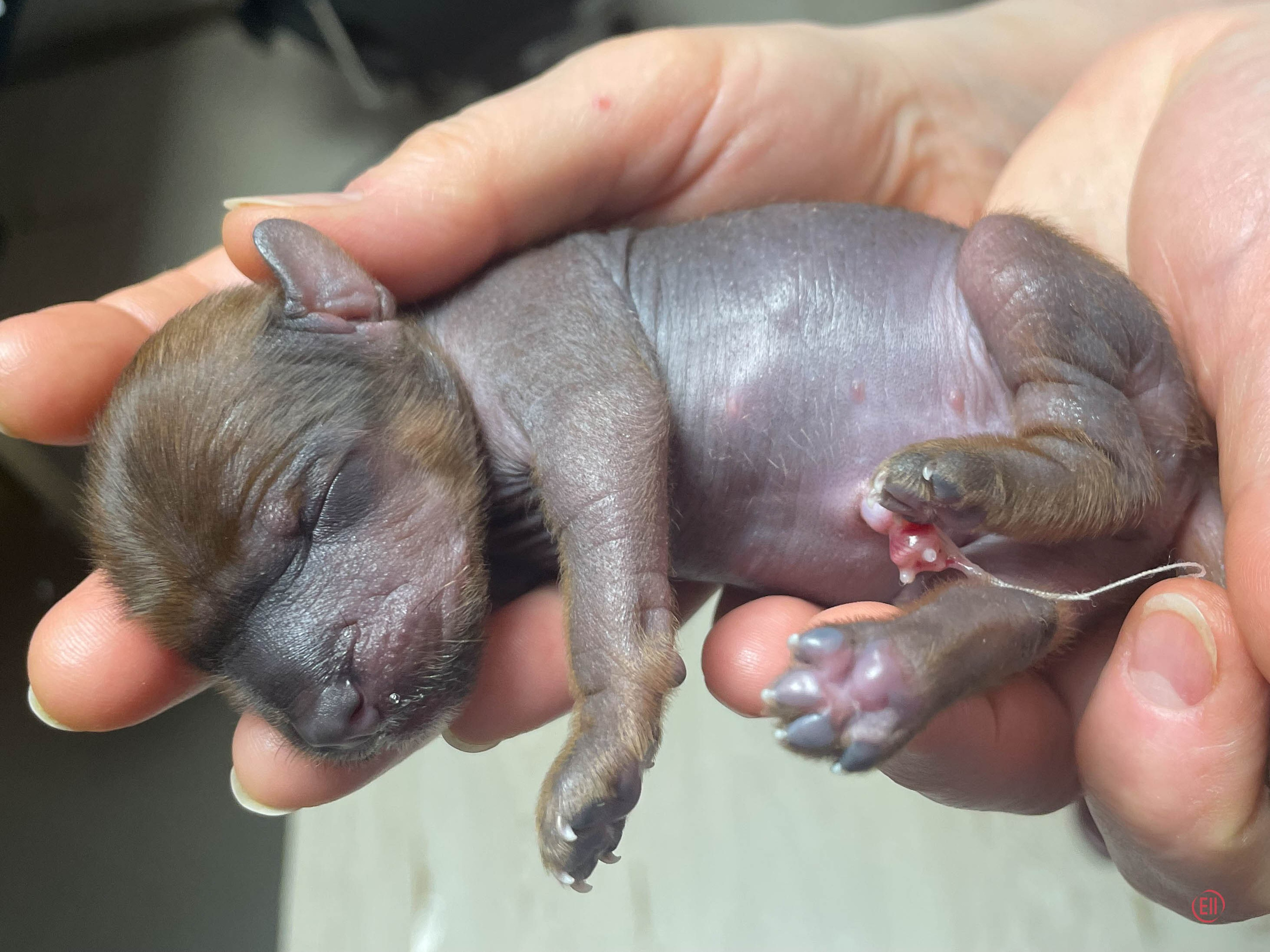 День рождения. Голая девочка.