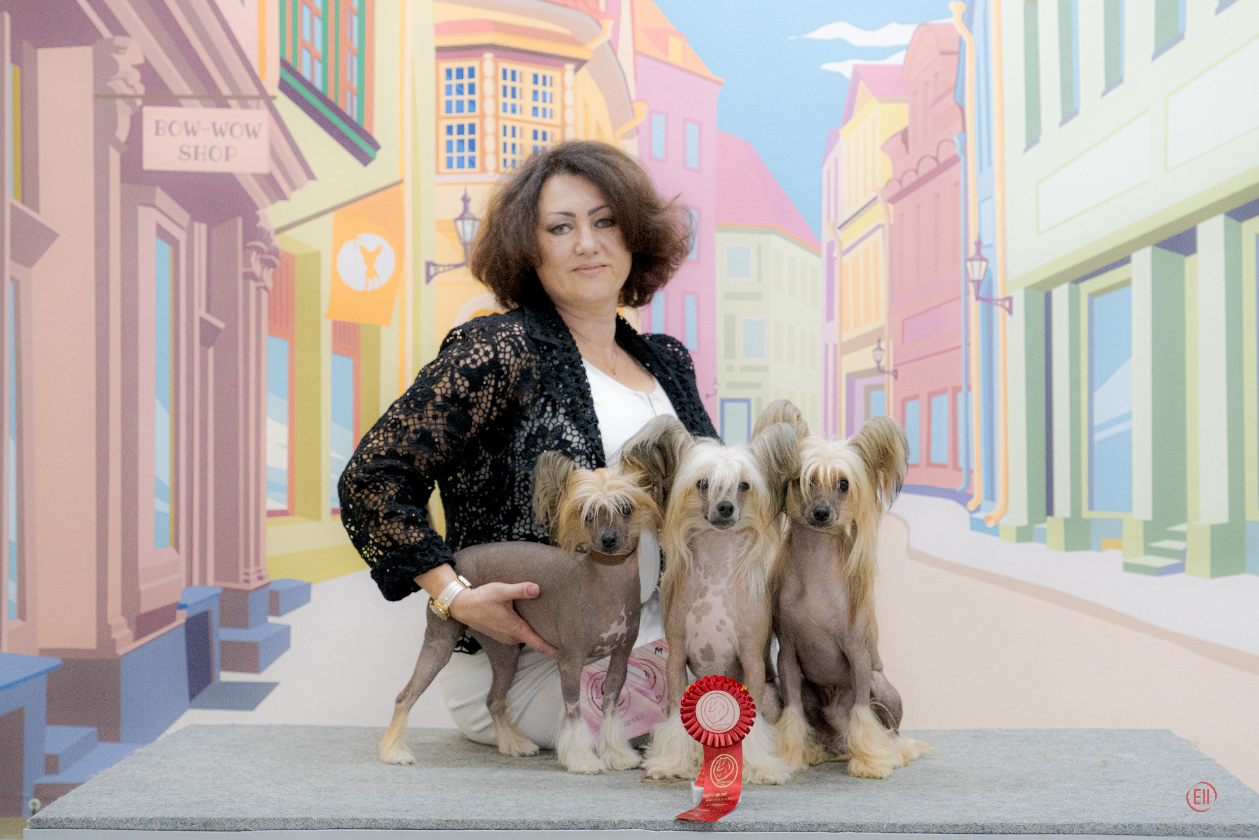 Poale Ell Clare — Junior Champion of Russia. Chinese Crested Dog Kennel Poale Ell