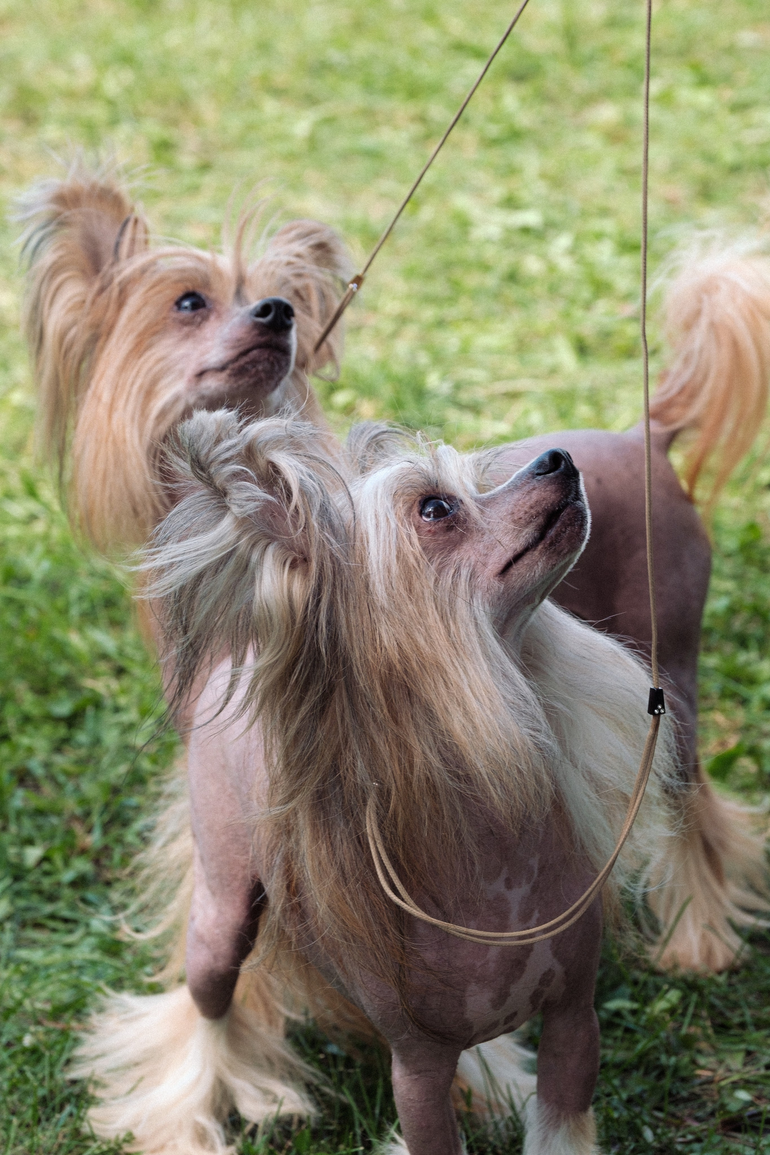 Poale Ell Chester. Питомник китайских хохлатых собак Poale Ell: купить щенка