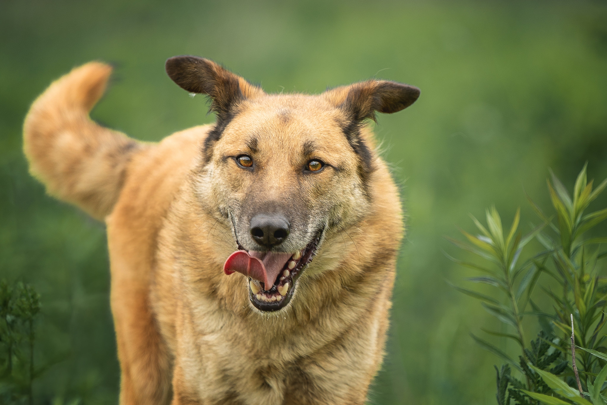 ИЩУТ ДОМ. Фотограф-анималист в Москве и Подмосковье