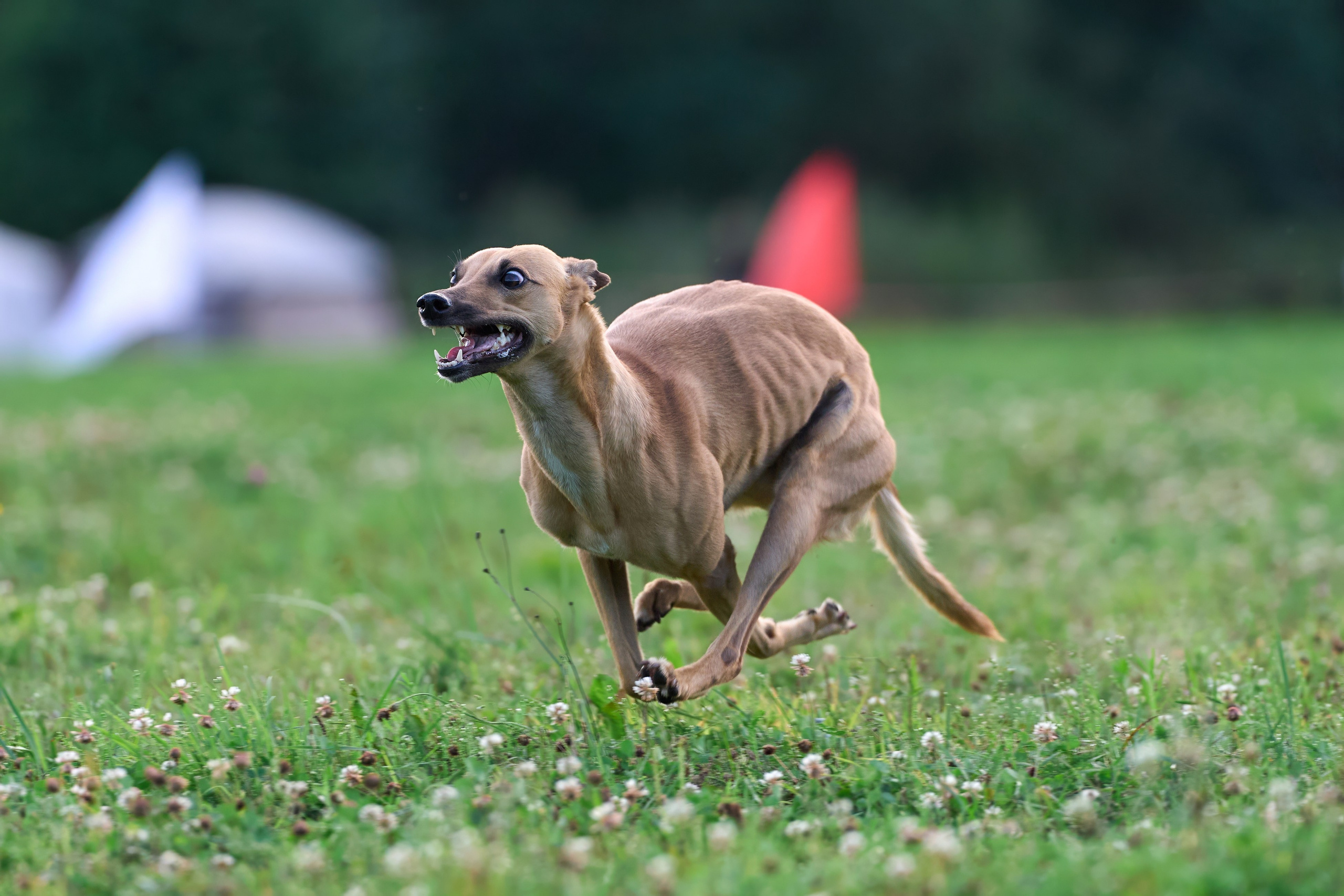 Тренировка в Донино. Фотограф-анималист Михаил Манухин