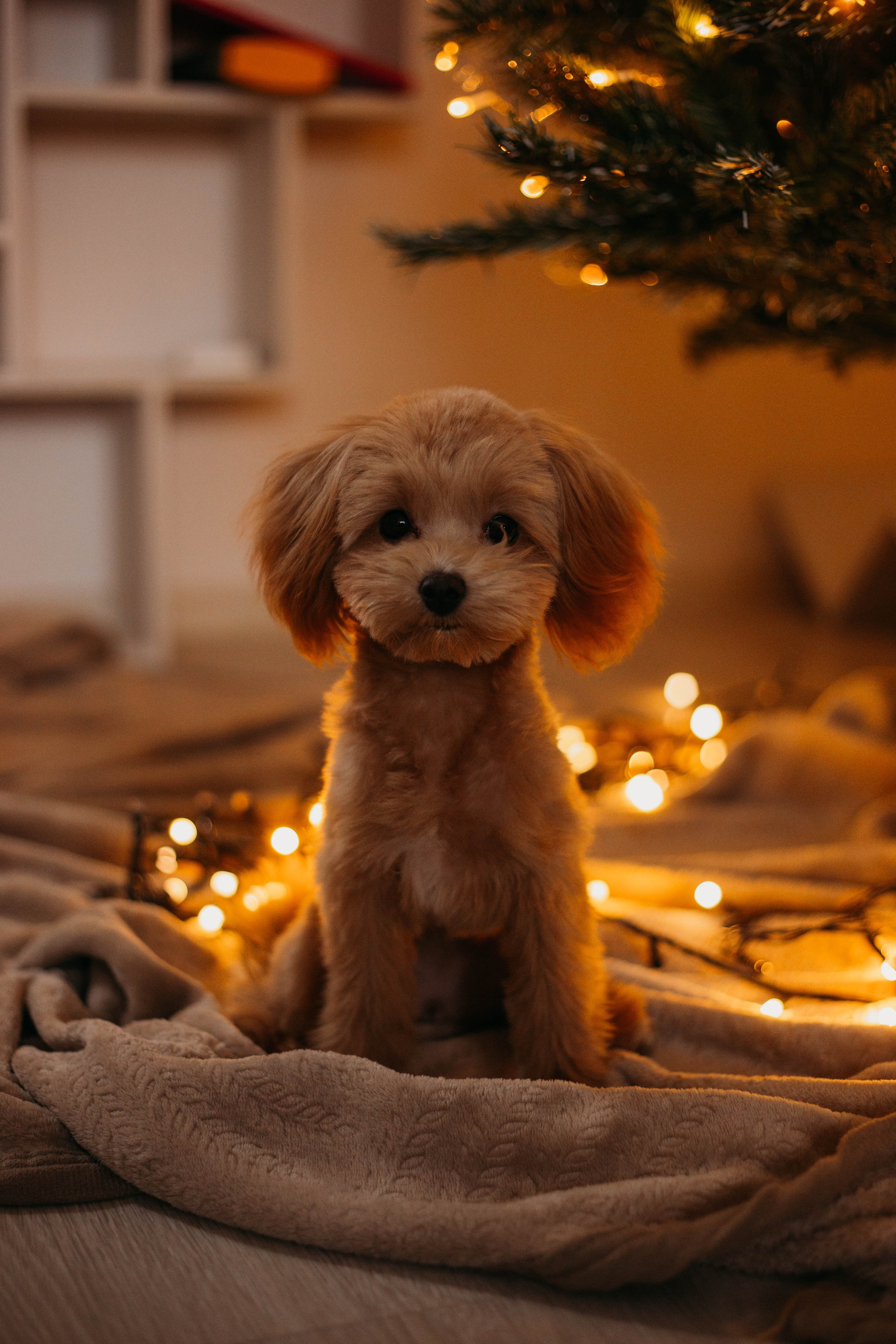 Портфолио семейного фотографа. Семейный и детский фотограф в Москве Зарудняя Дария