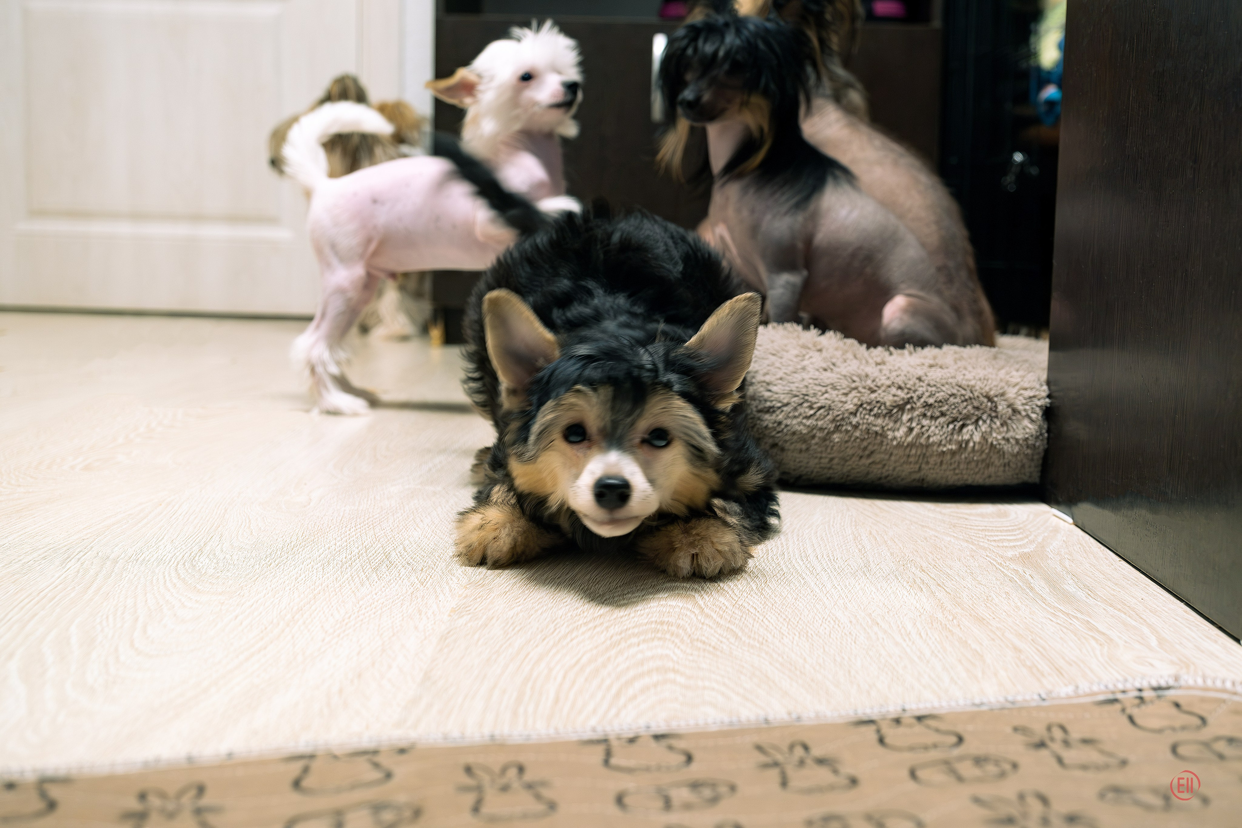 Lux became a dad. Chinese Crested Dog Kennel Poale Ell