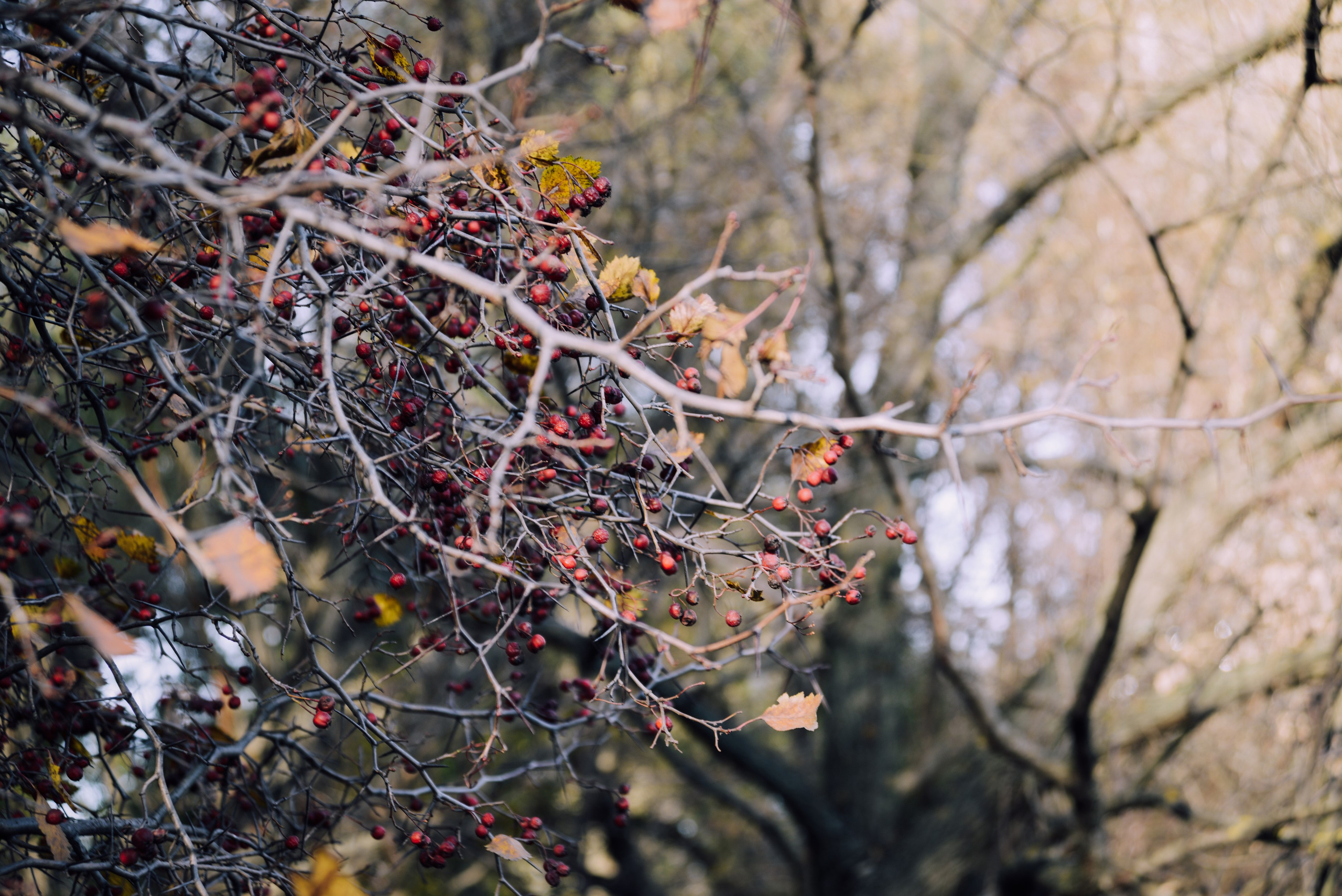 Autumn berries, natural botanical background