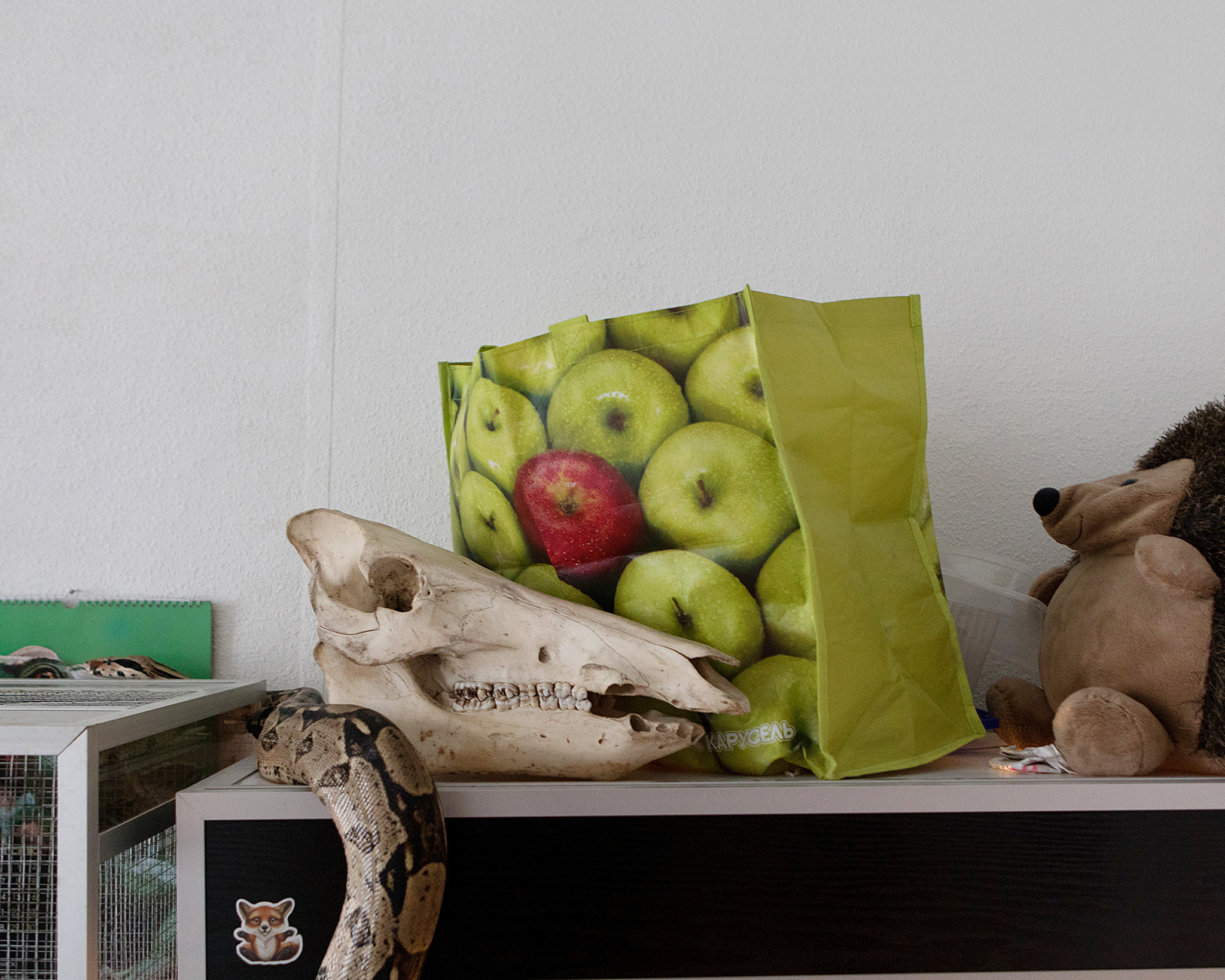 Exotarium. Jana Romanova