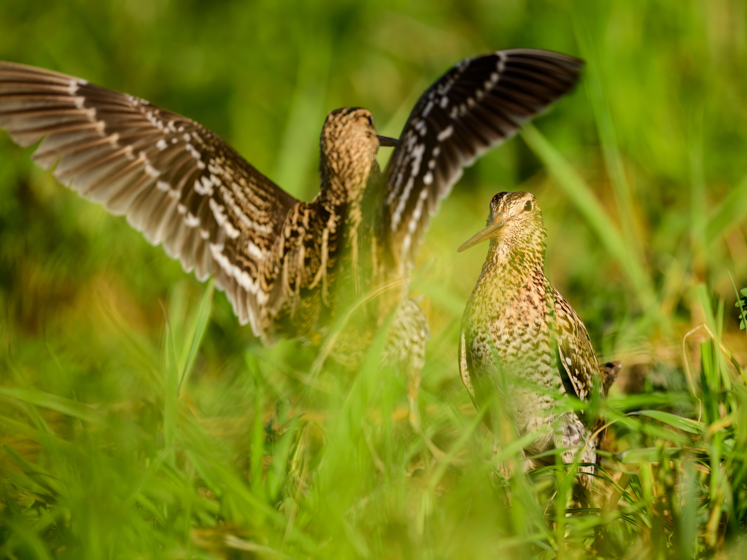 Дупелиный ток: настоящие гусары!. Фотограф Сергей Пупонин