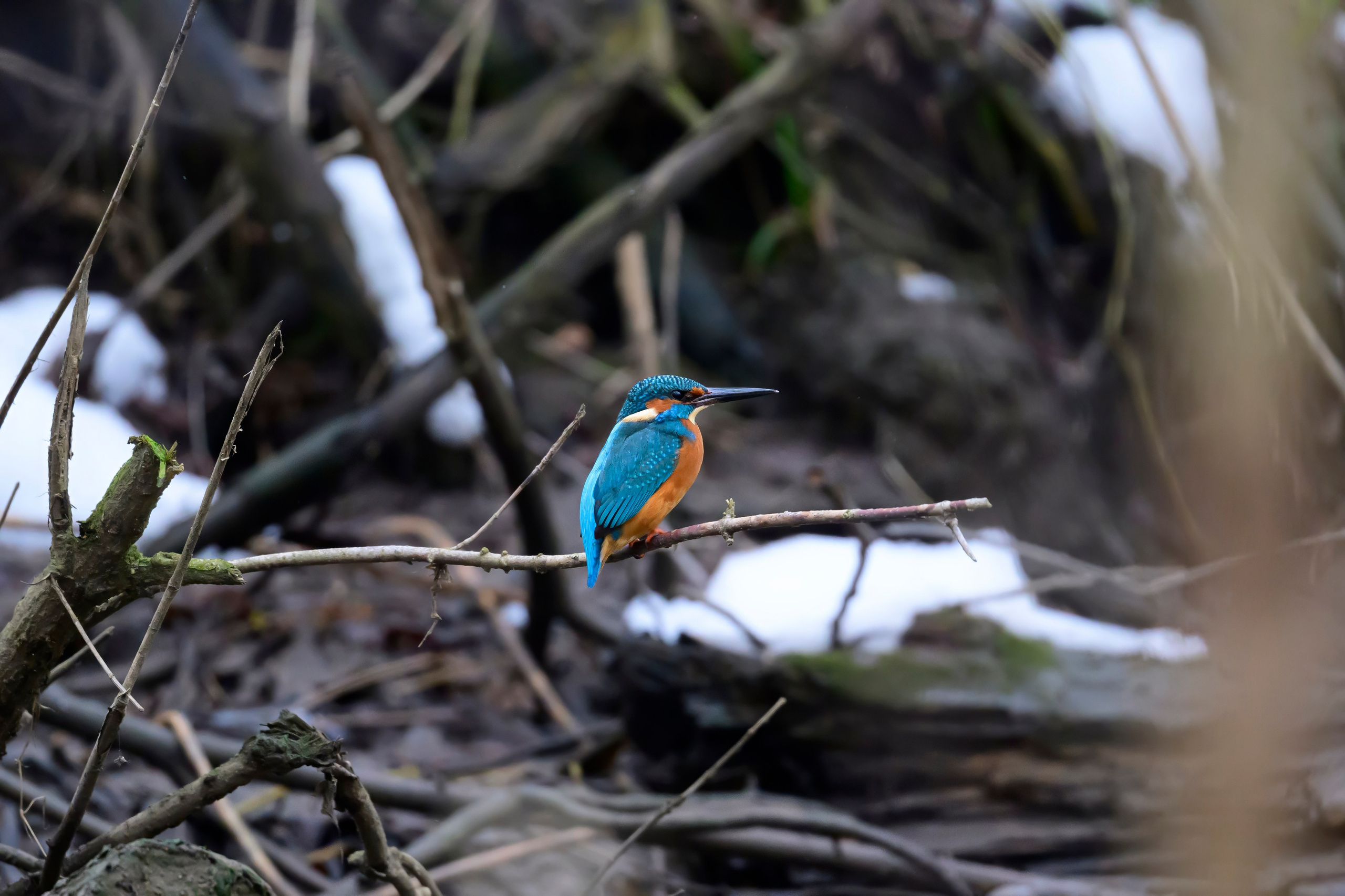 Зимородок KingFisher. Фотограф Сергей Пупонин