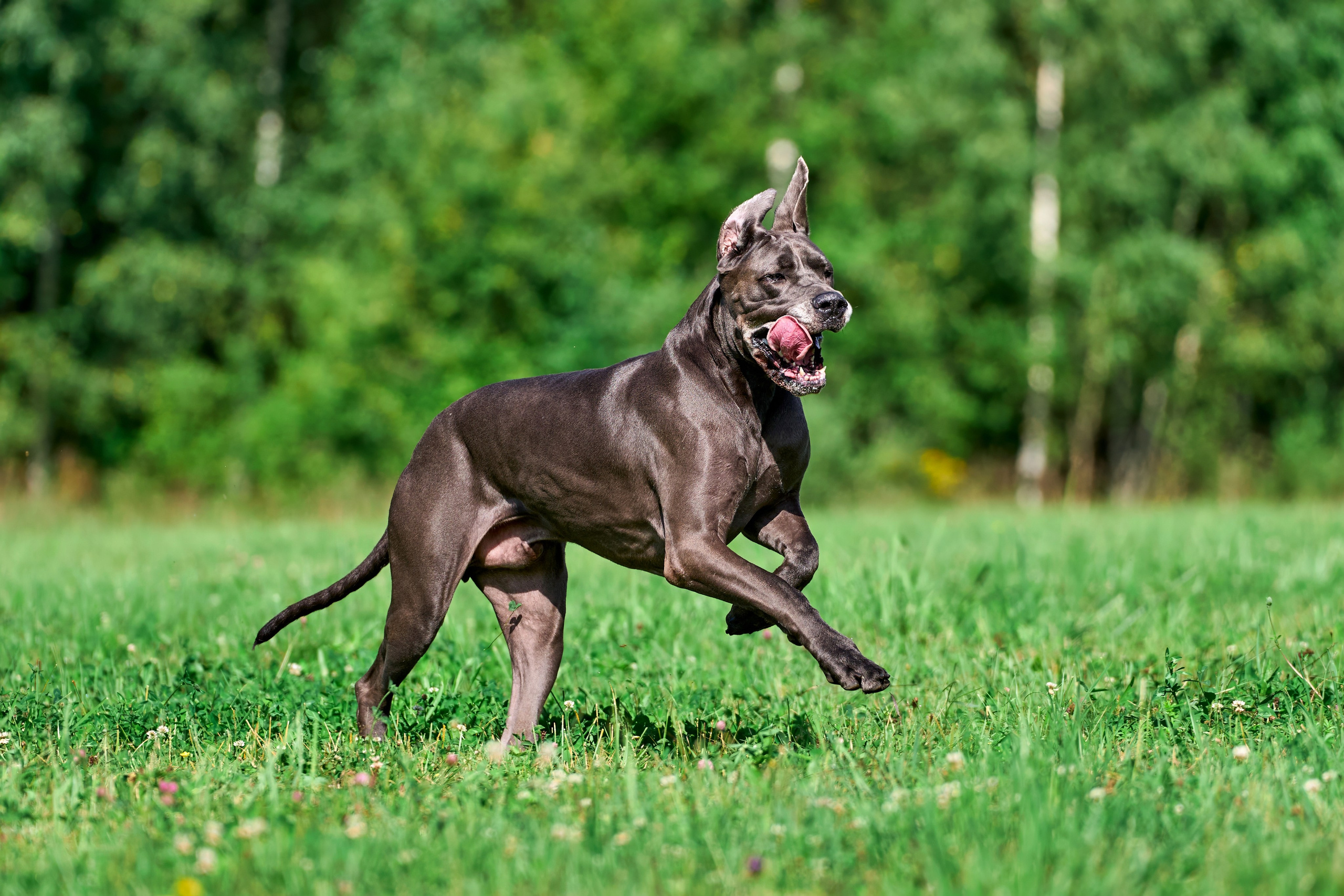 Тренировка в Донино. Фотограф-анималист Михаил Манухин