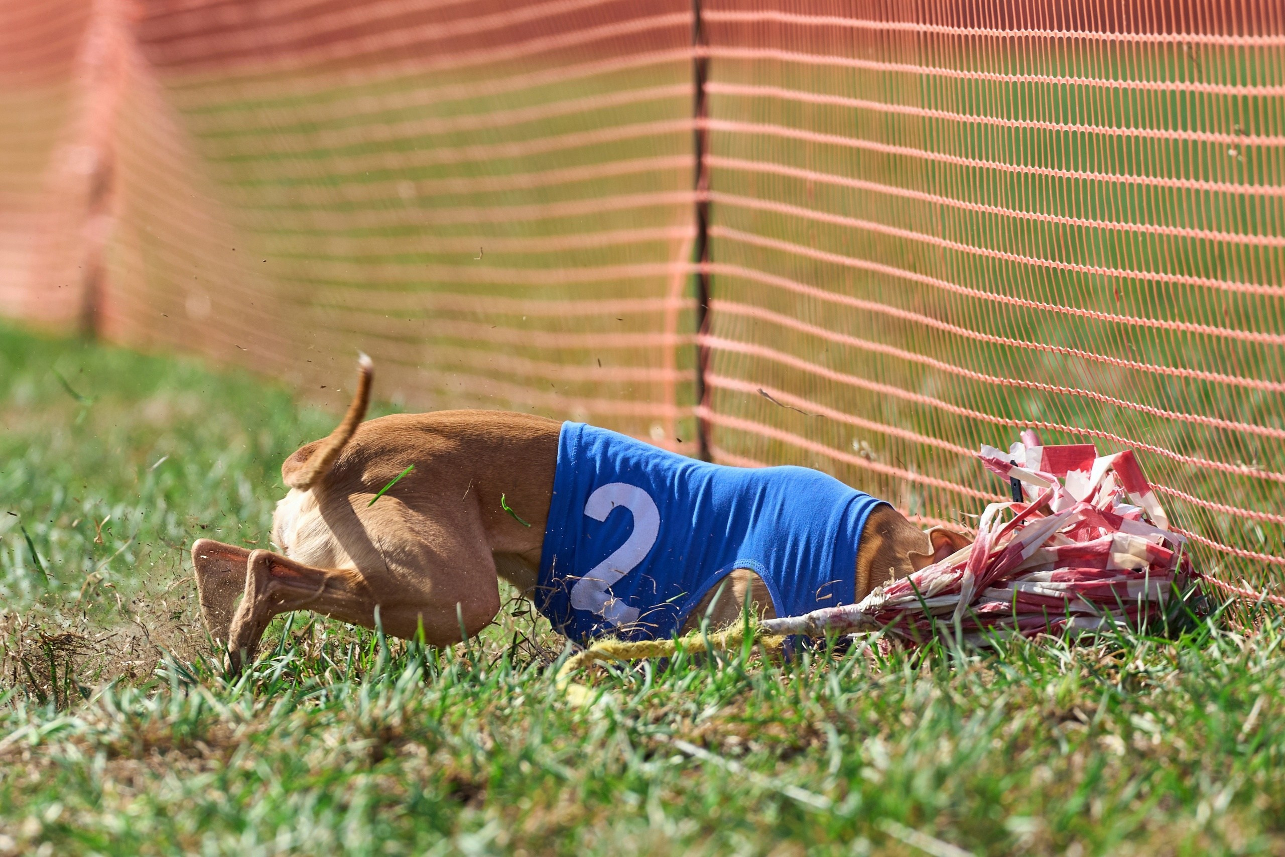 Квалификация по рейсингу. Фотограф-анималист Михаил Манухин