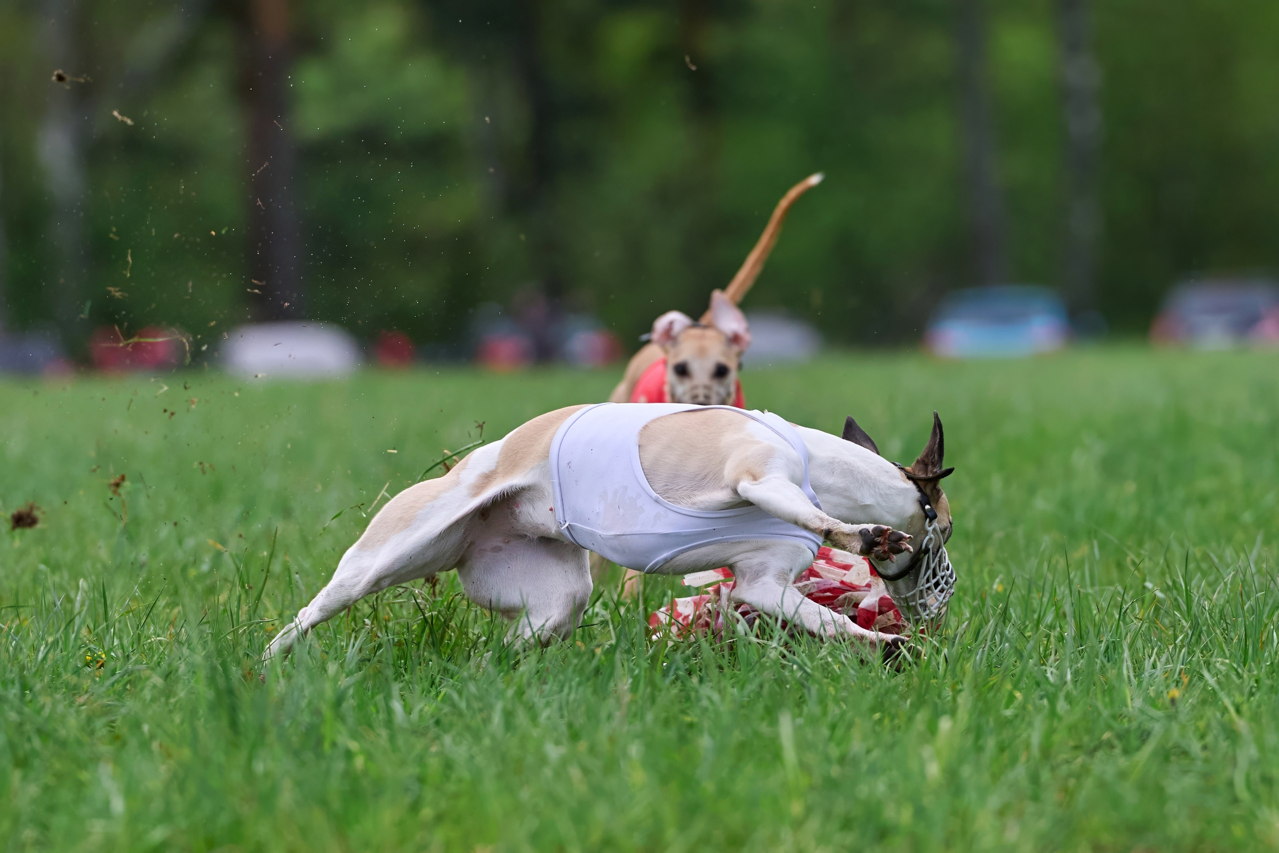 ПЧРКФ по курсингу. Фотограф-анималист Михаил Манухин