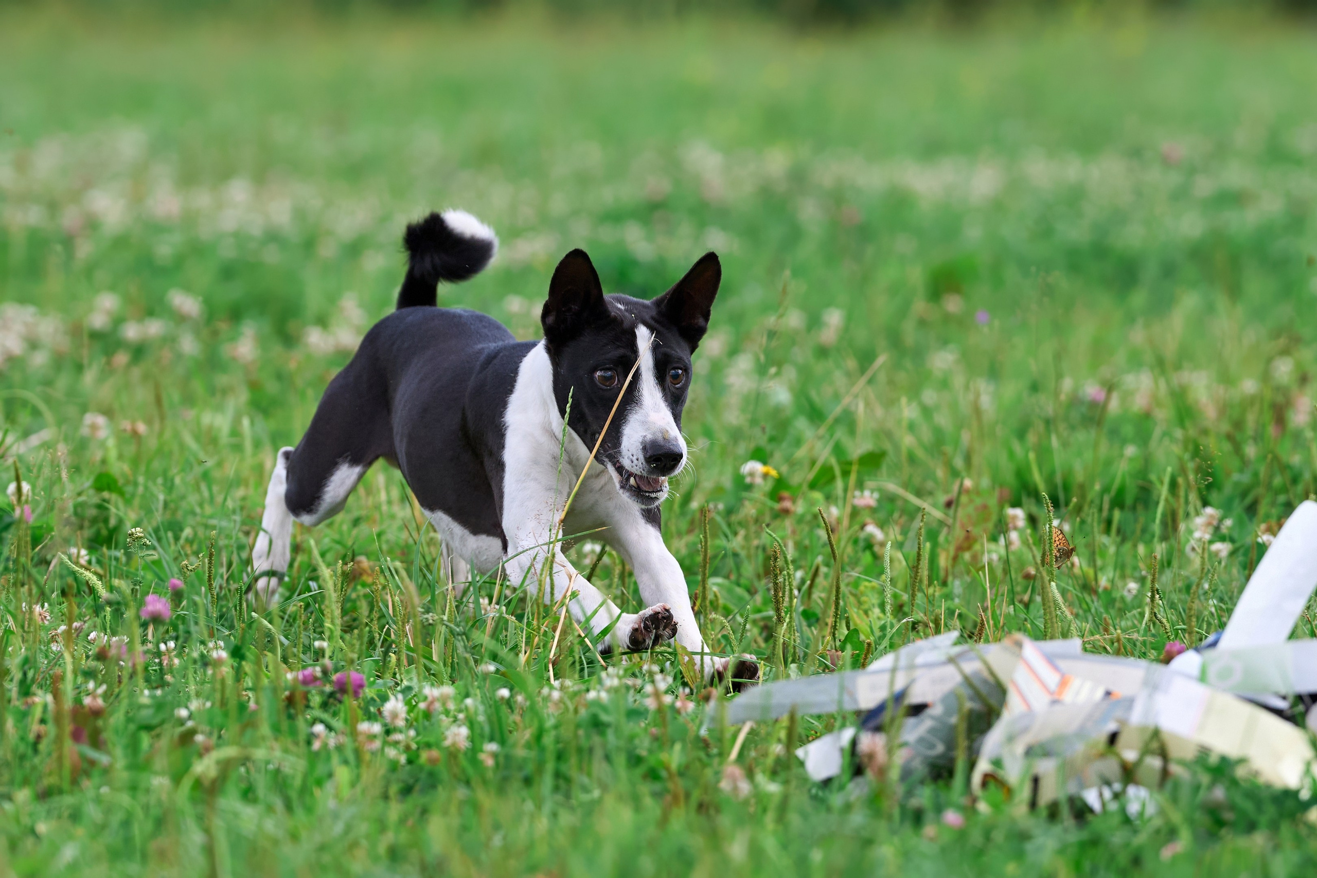 Тренировка по курсингу в Донино. Фотограф-анималист Михаил Манухин