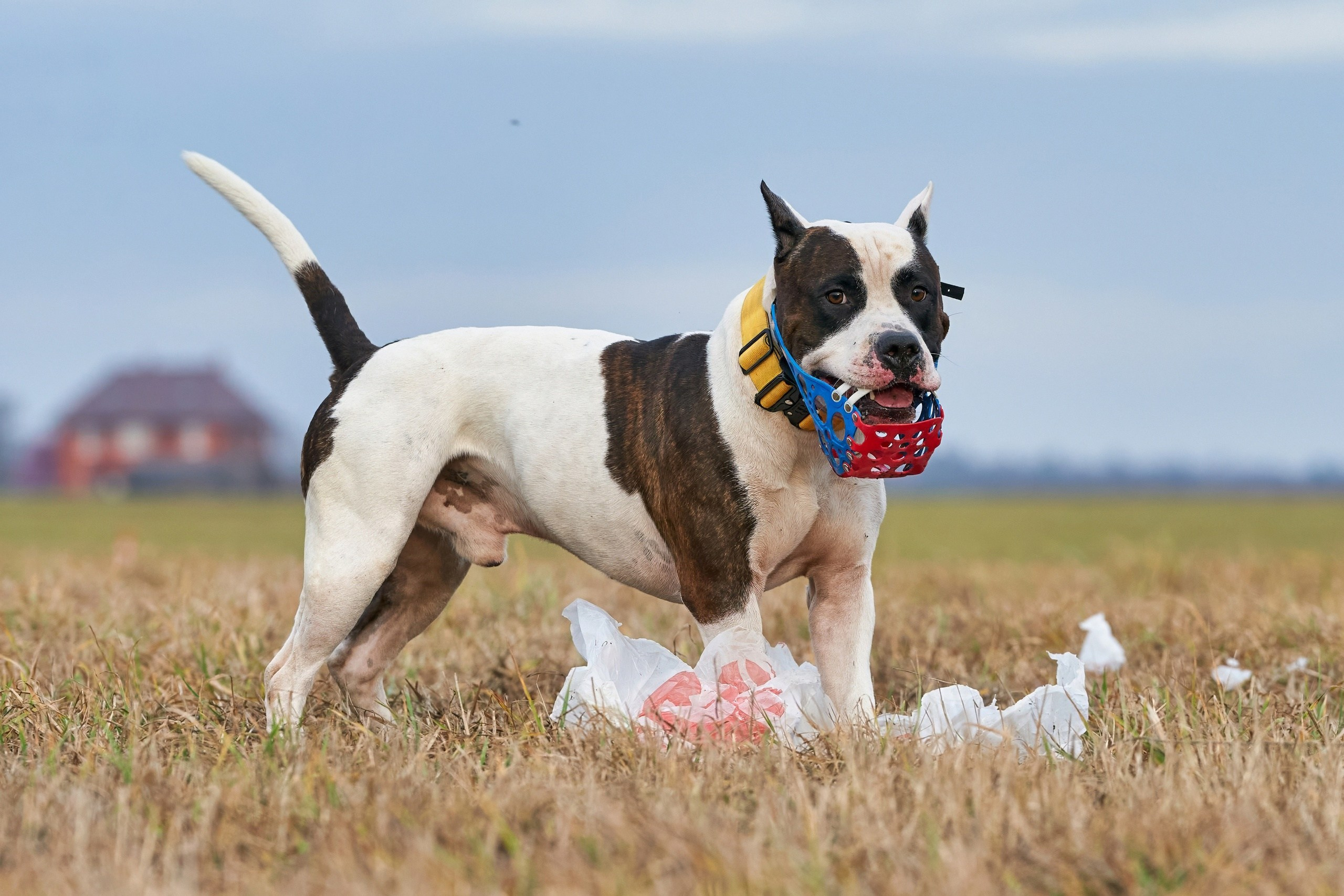 Состязания свор «Тройки». Фотограф-анималист Михаил Манухин
