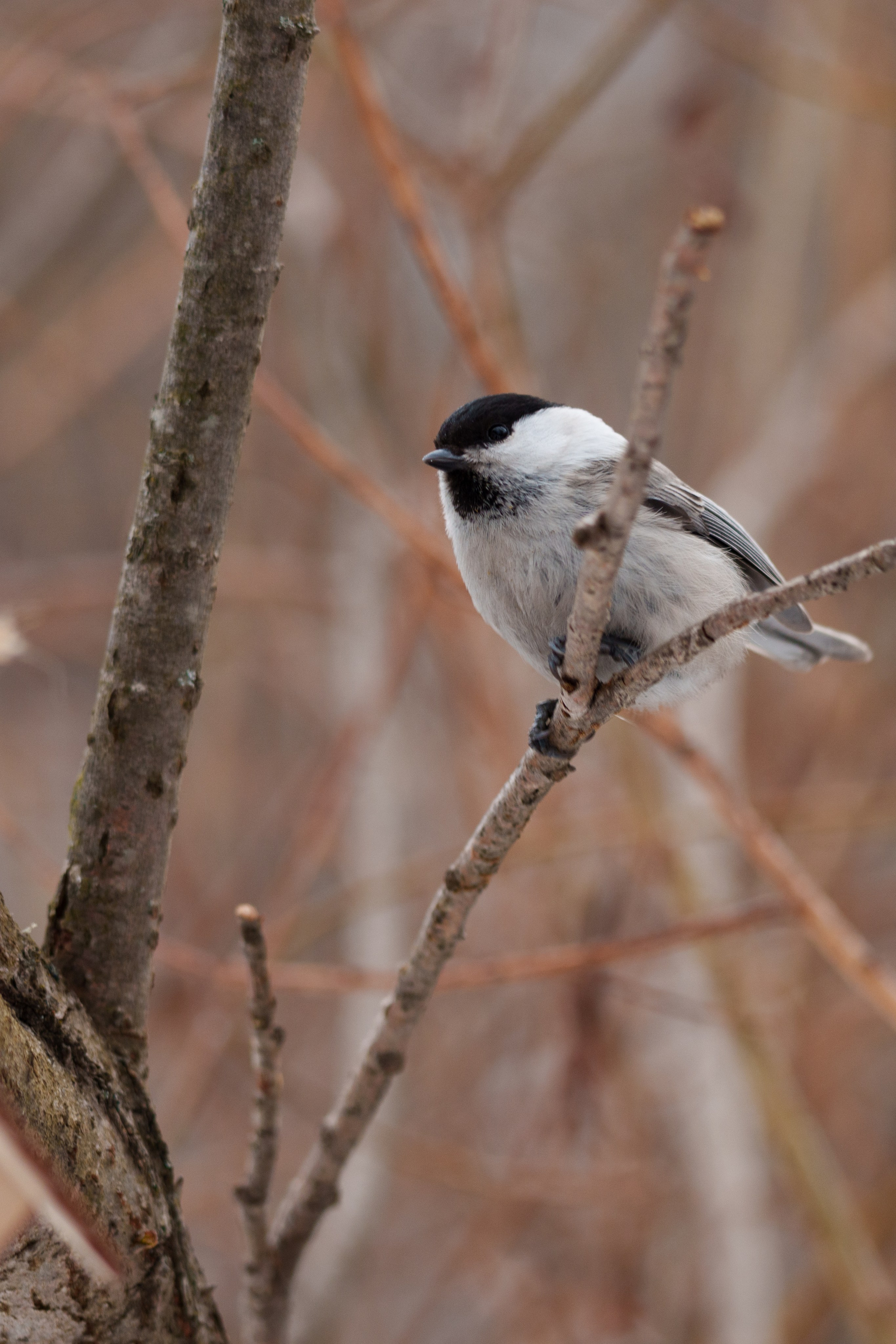Снегирь. Донеал Скнарь — концертный фотограф