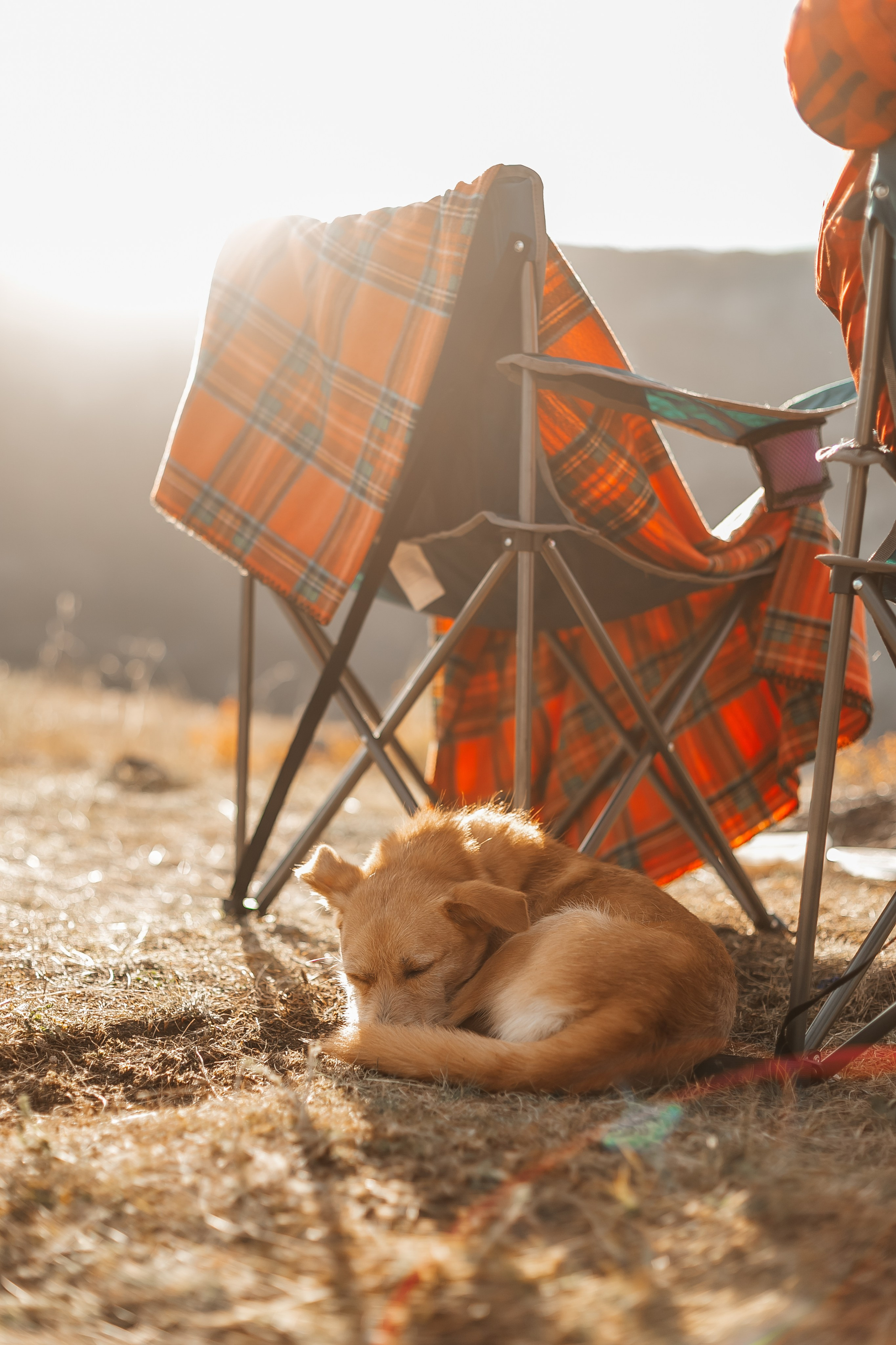 Портфолио animal. Фотограф — анималист Маргарита Хелбен Краснодар