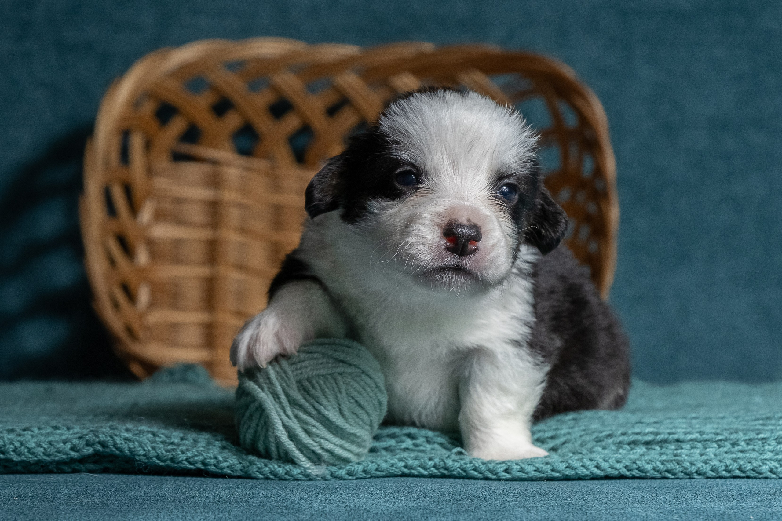 Купить щенка вельш корги кардиган из питомника Ice Fantasy. Купить щенка Вельш-корги-кардиган в семейном питомнике — Ice Fantasy