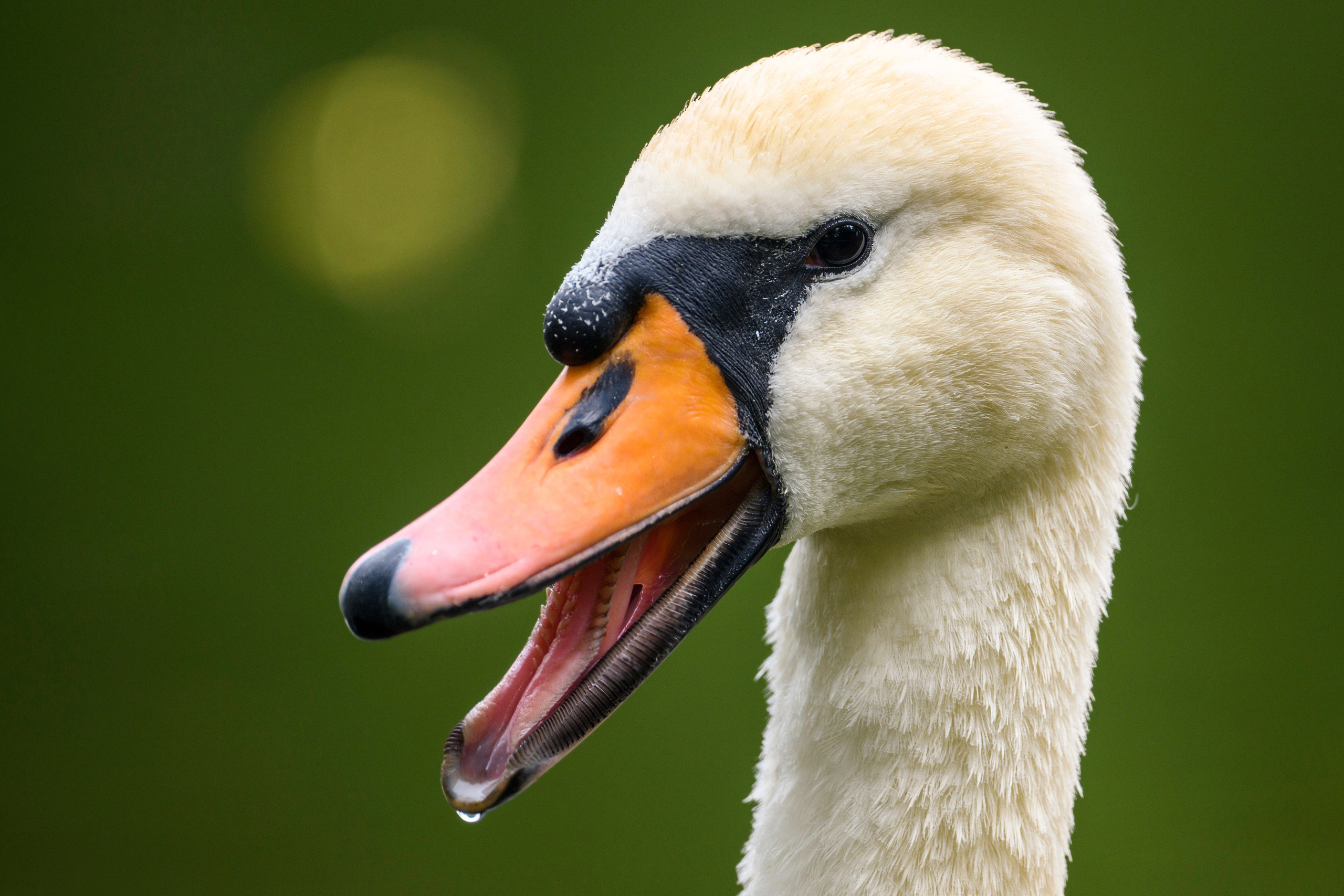 ГБС, Москва. Фотограф Сергей Пупонин