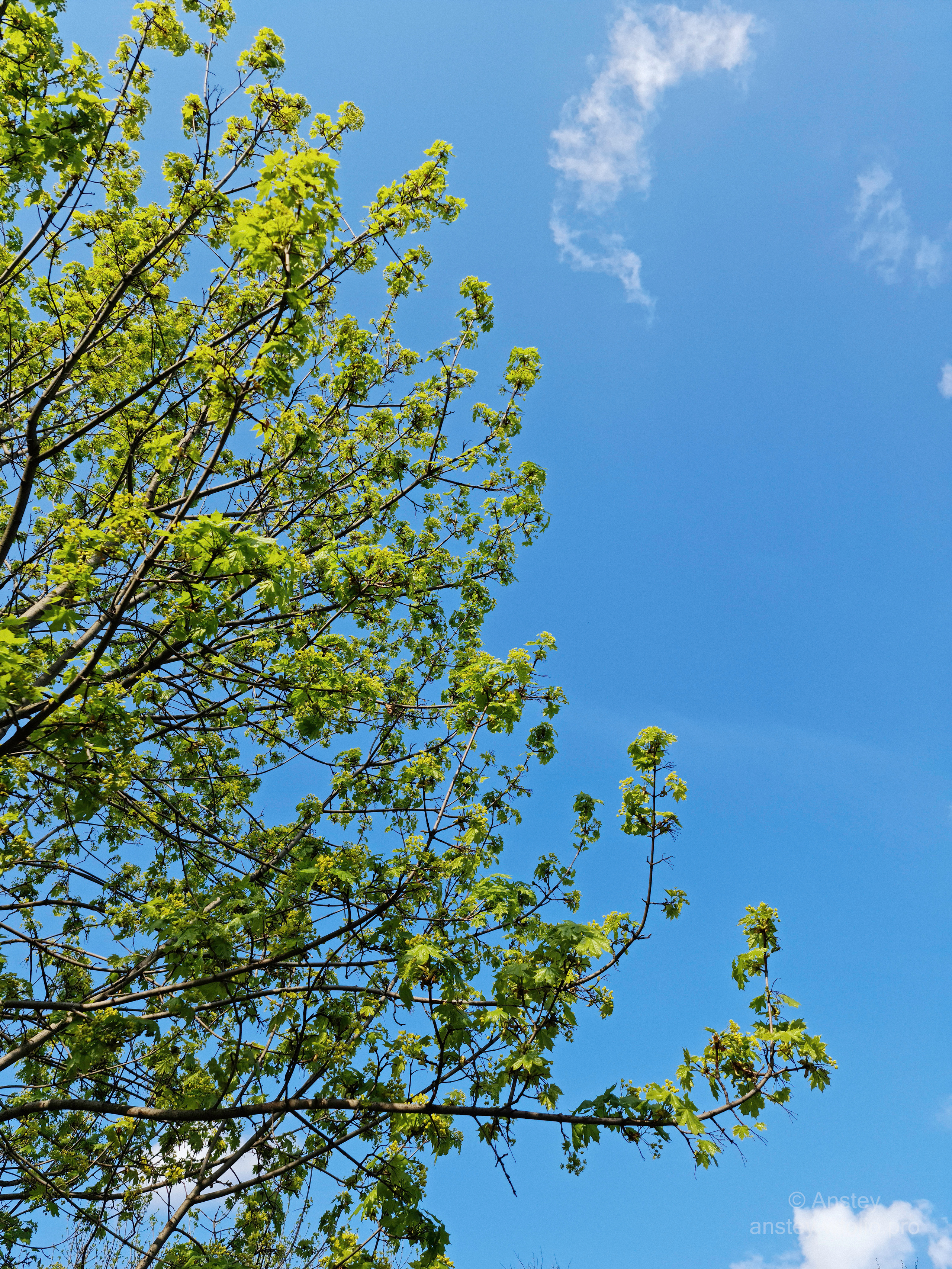 Зеленое дерево с молодыми листьями весной на фоне голубого неба