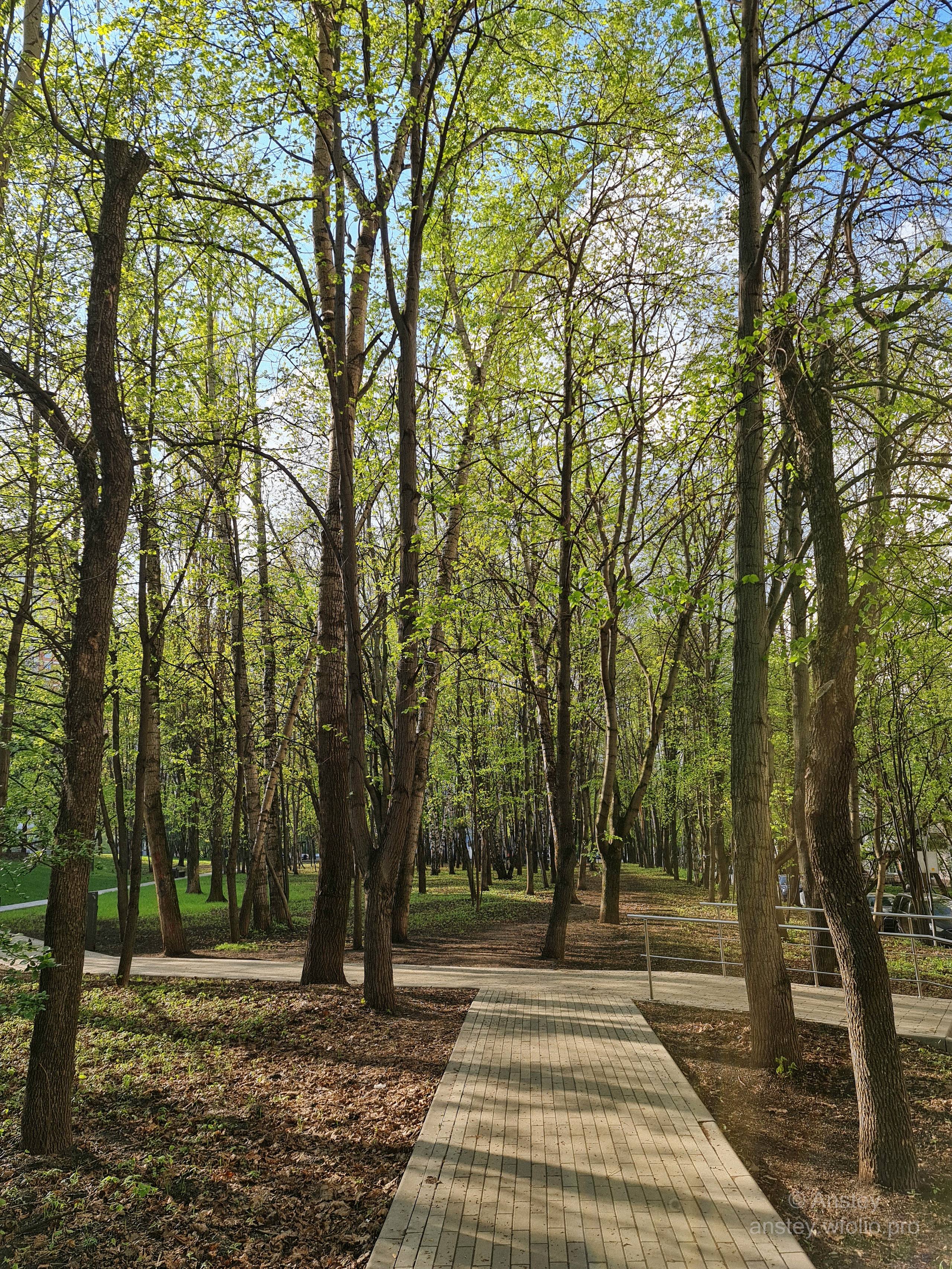 Деревья весной в городском парке