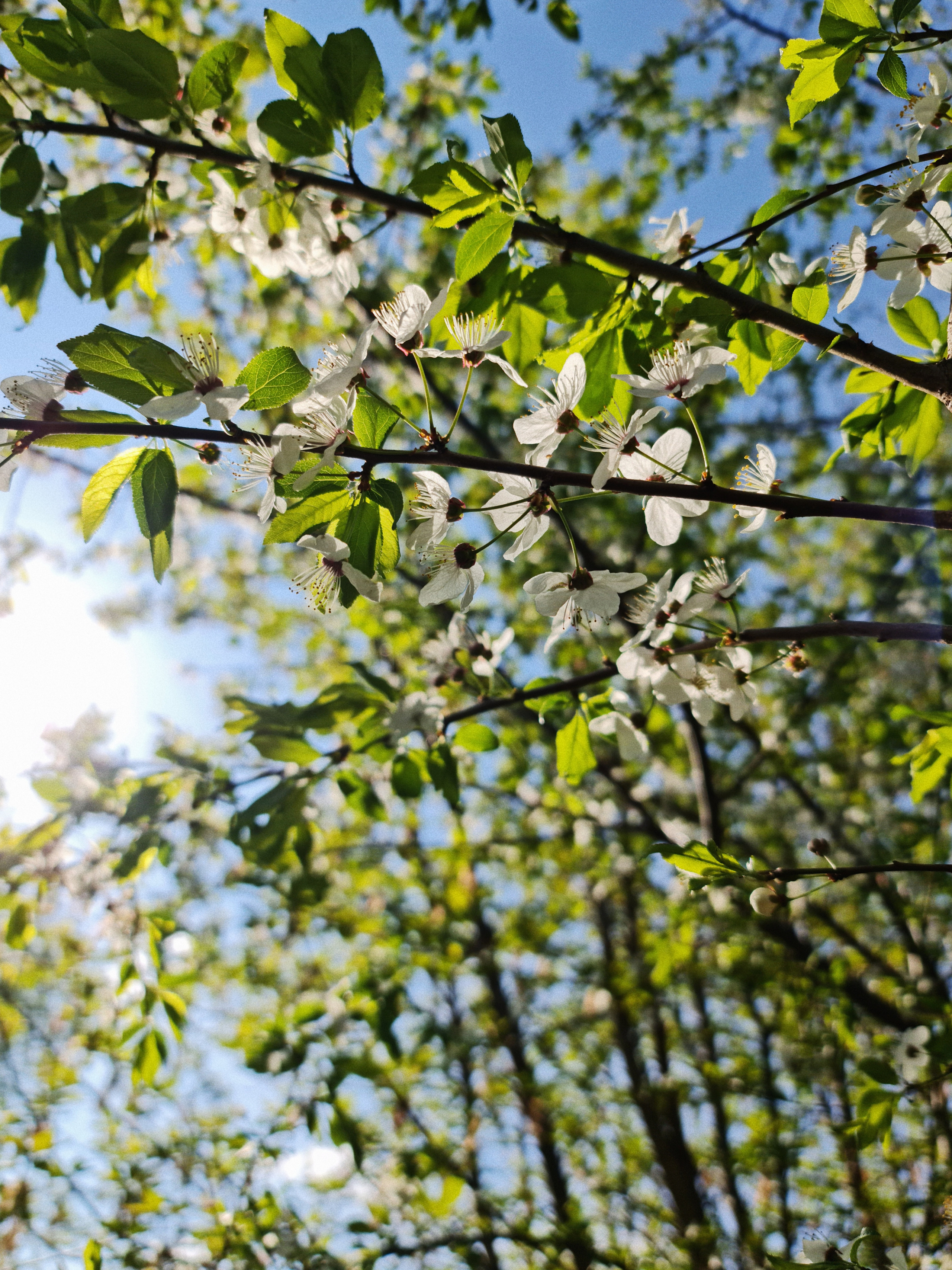 Весенние цветы на деревьях на фоне голубого неба.