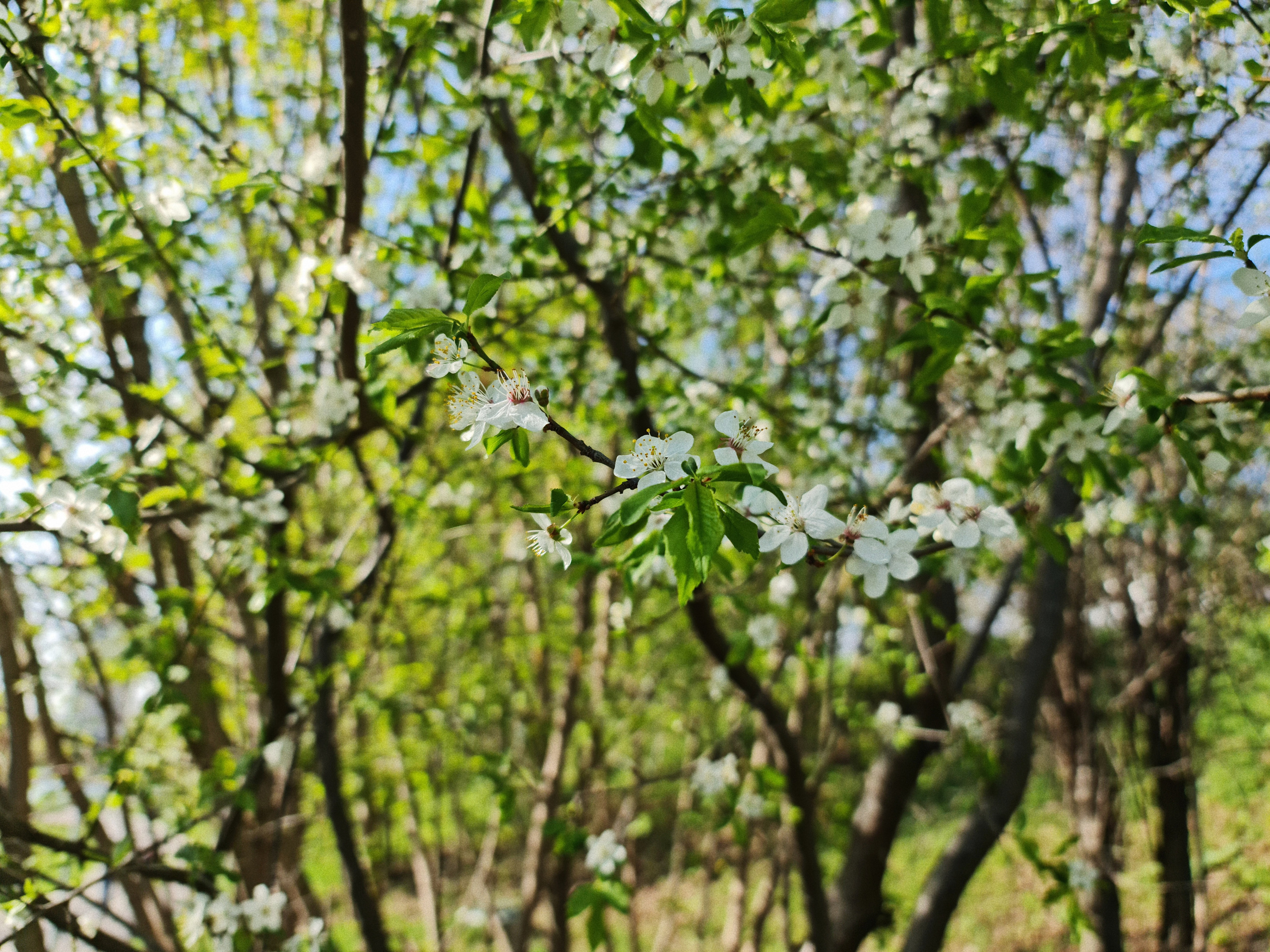 Цветущие деревья весной, красивые эстетичные обои для рабочего стола компьютера.