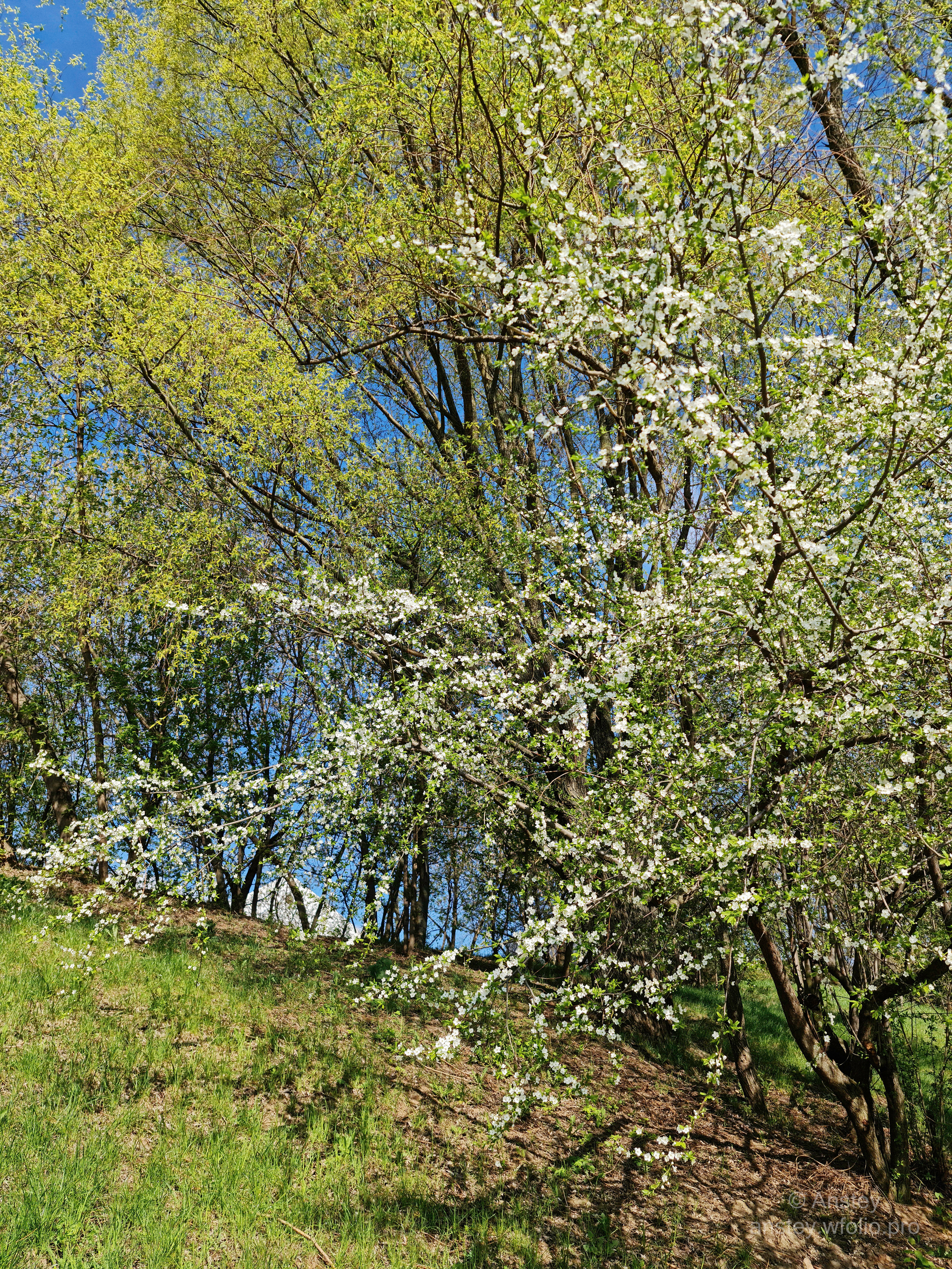 Весенние деревья