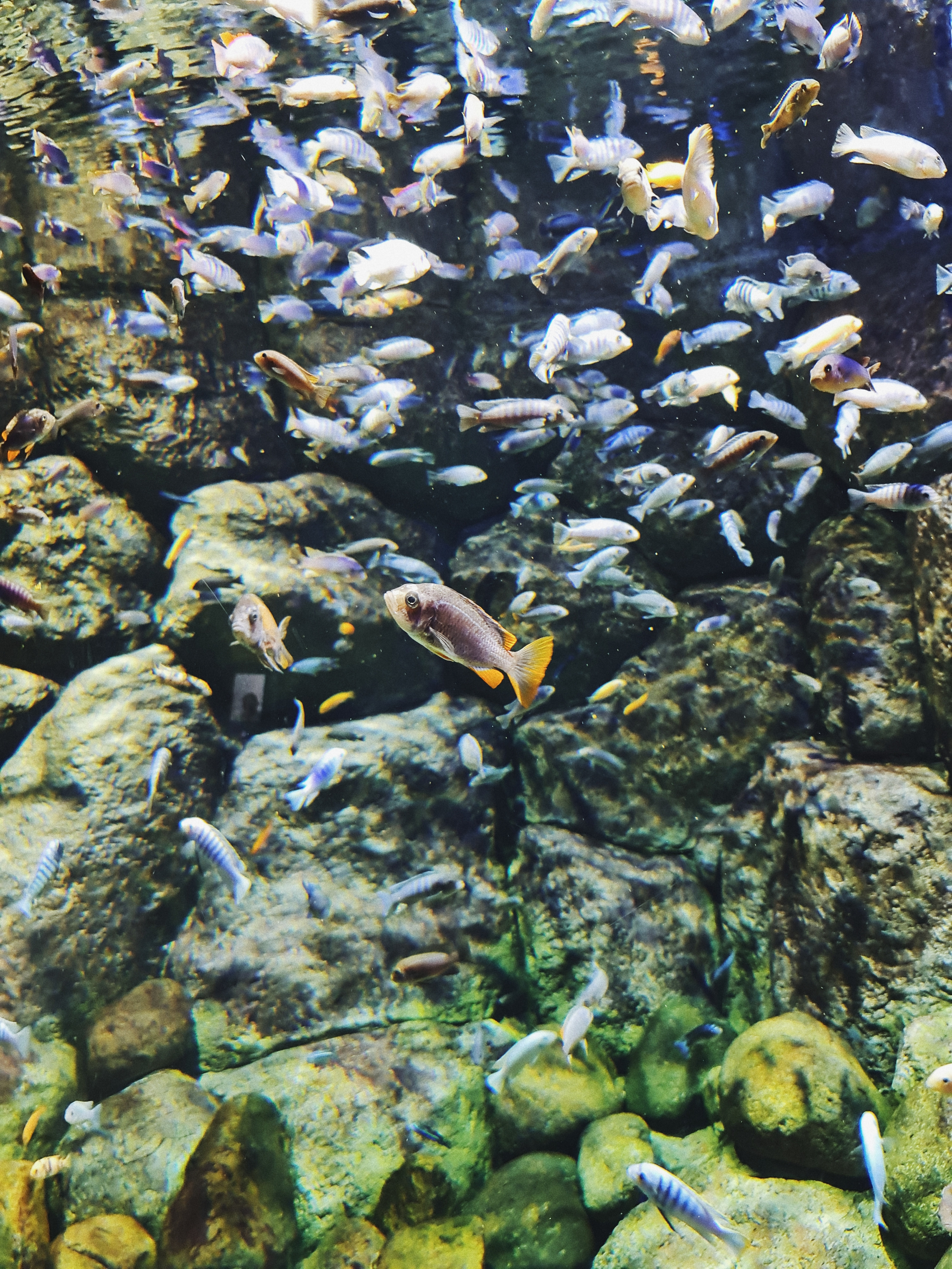 Москвариум на ВДНХ, фото