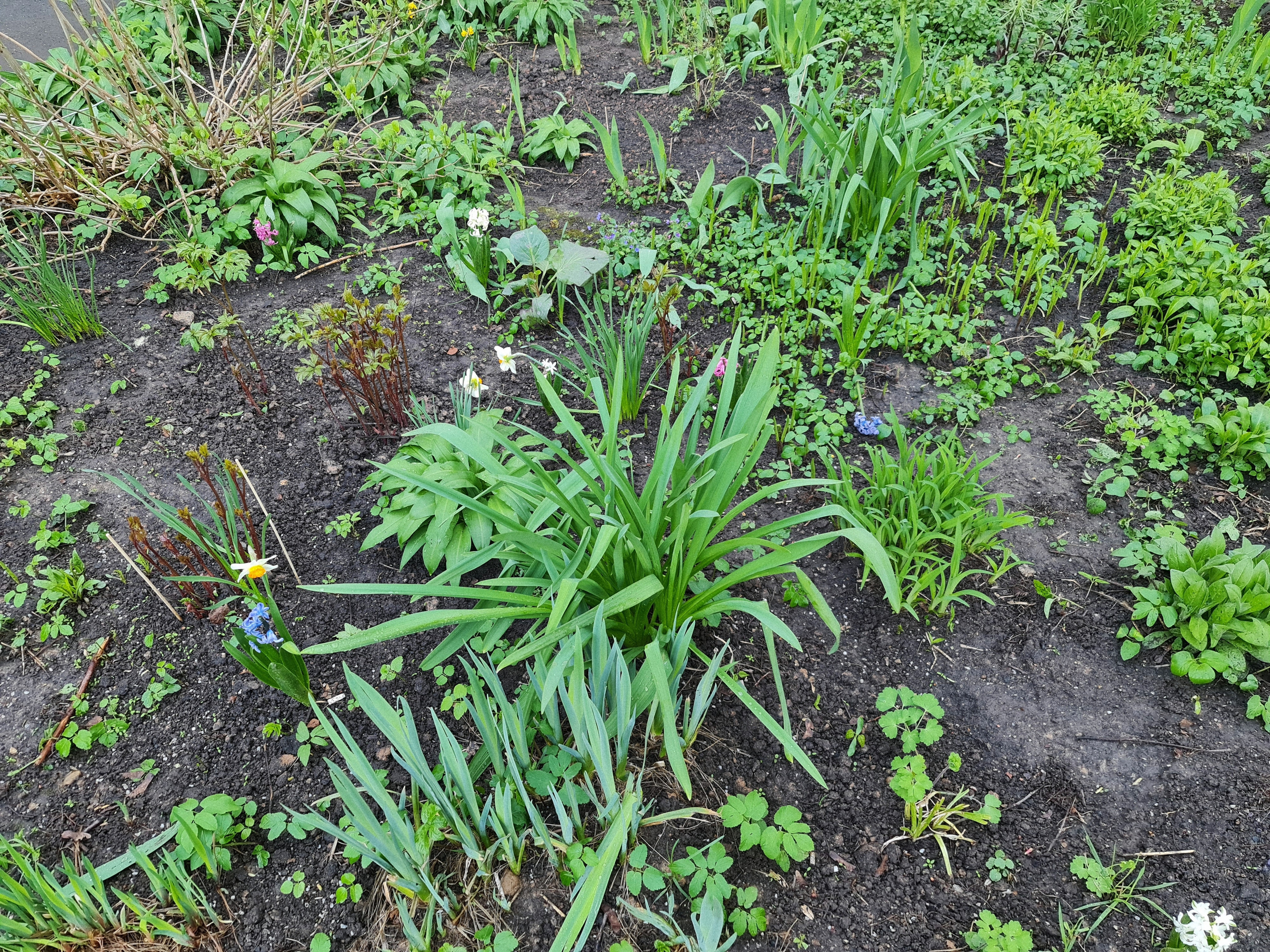 Сад во дворе московского многоэтажного дома весной.