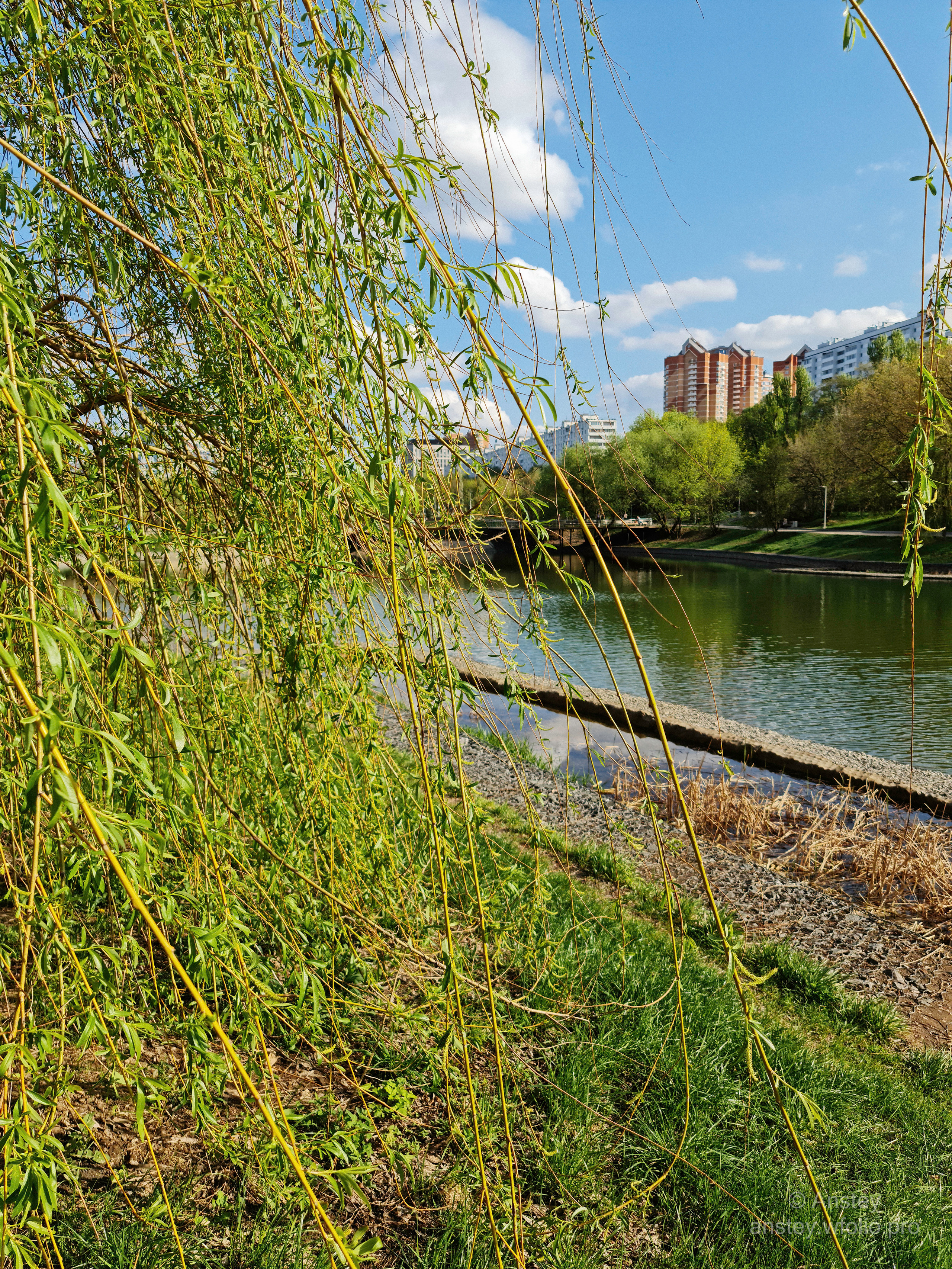Ива на фоне голубого неба и пруда в парке весной