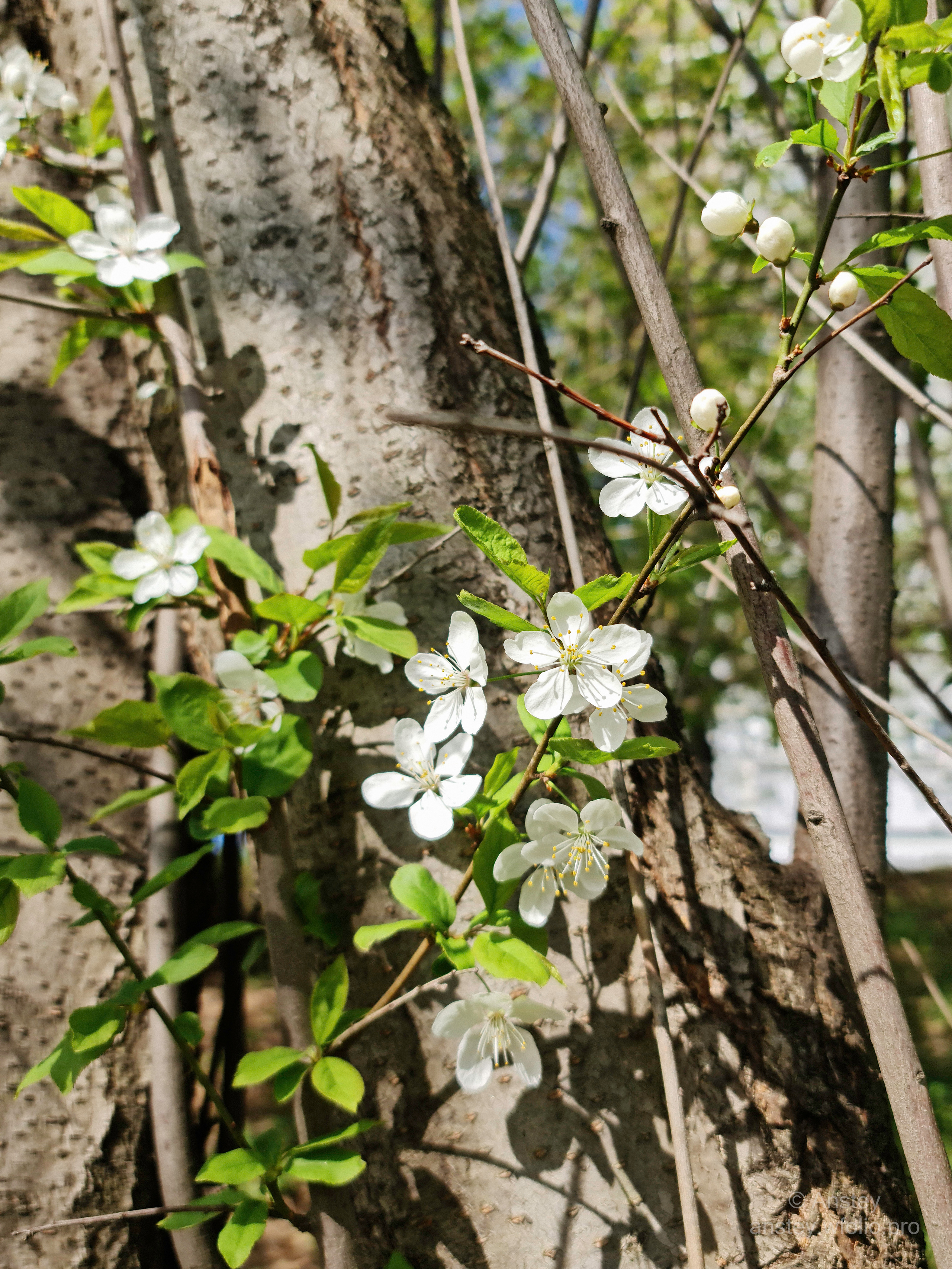 Весенние цветы на дереве