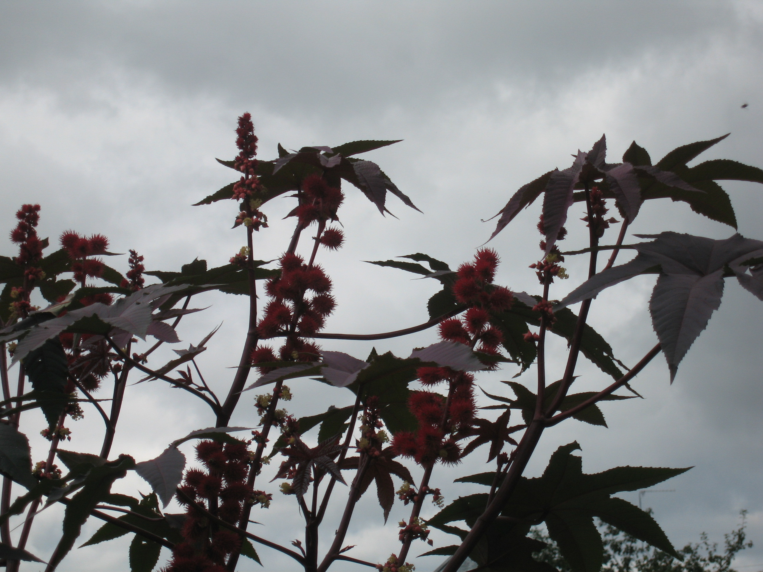 Лето на даче в деревне