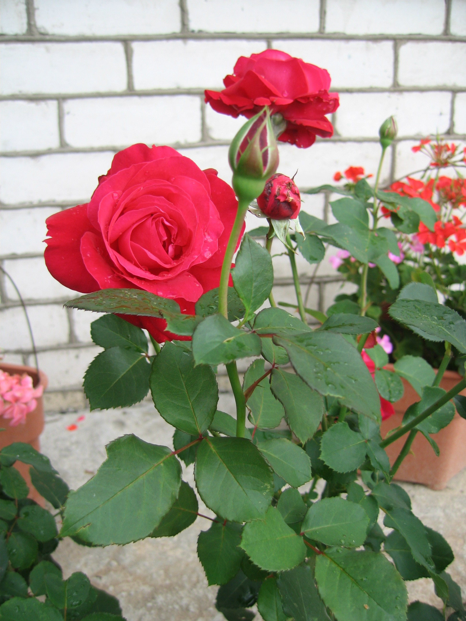 Лето на даче в деревне