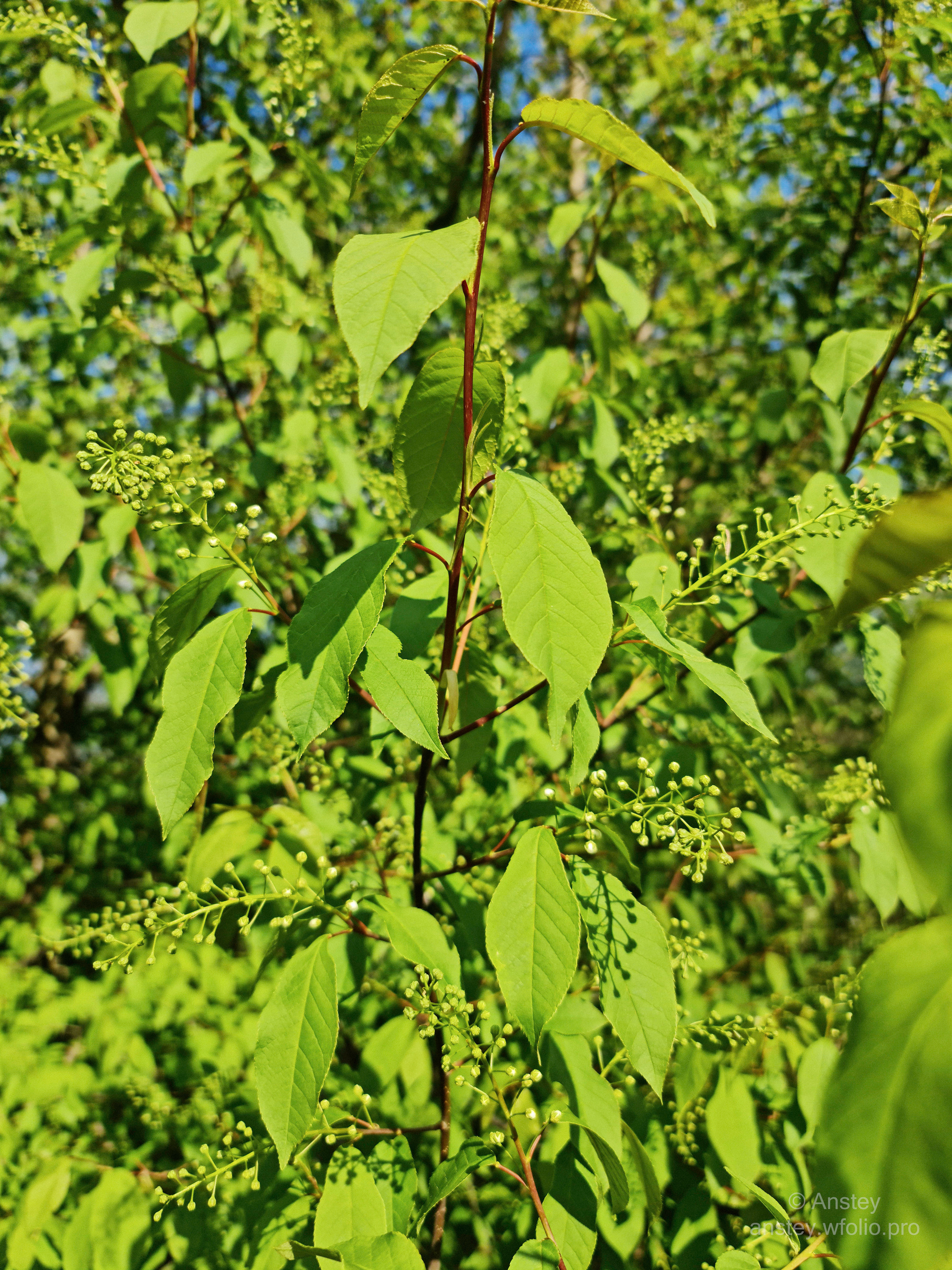 Яркие зелёные листья деревьев весной