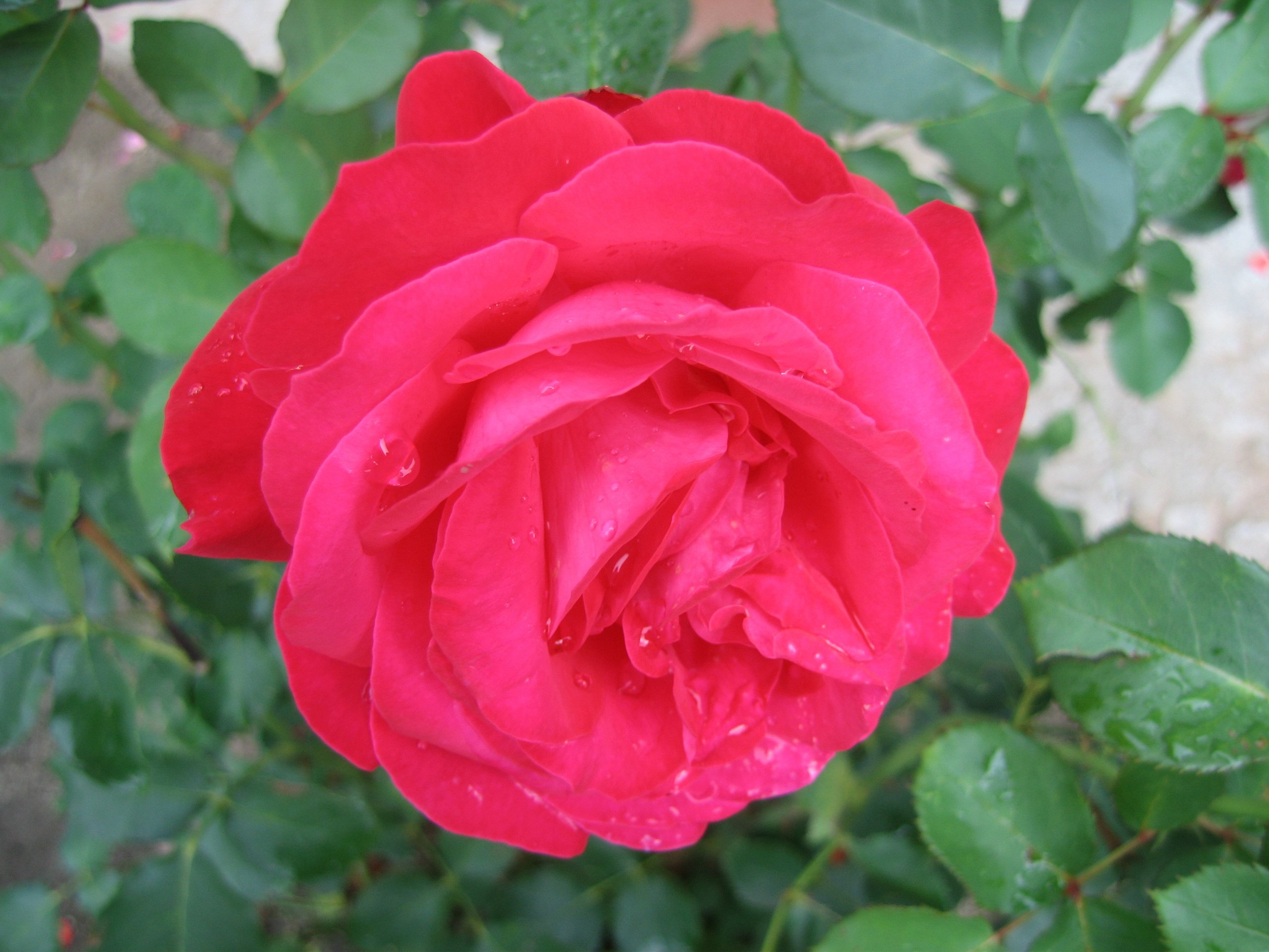 Лето на даче в деревне