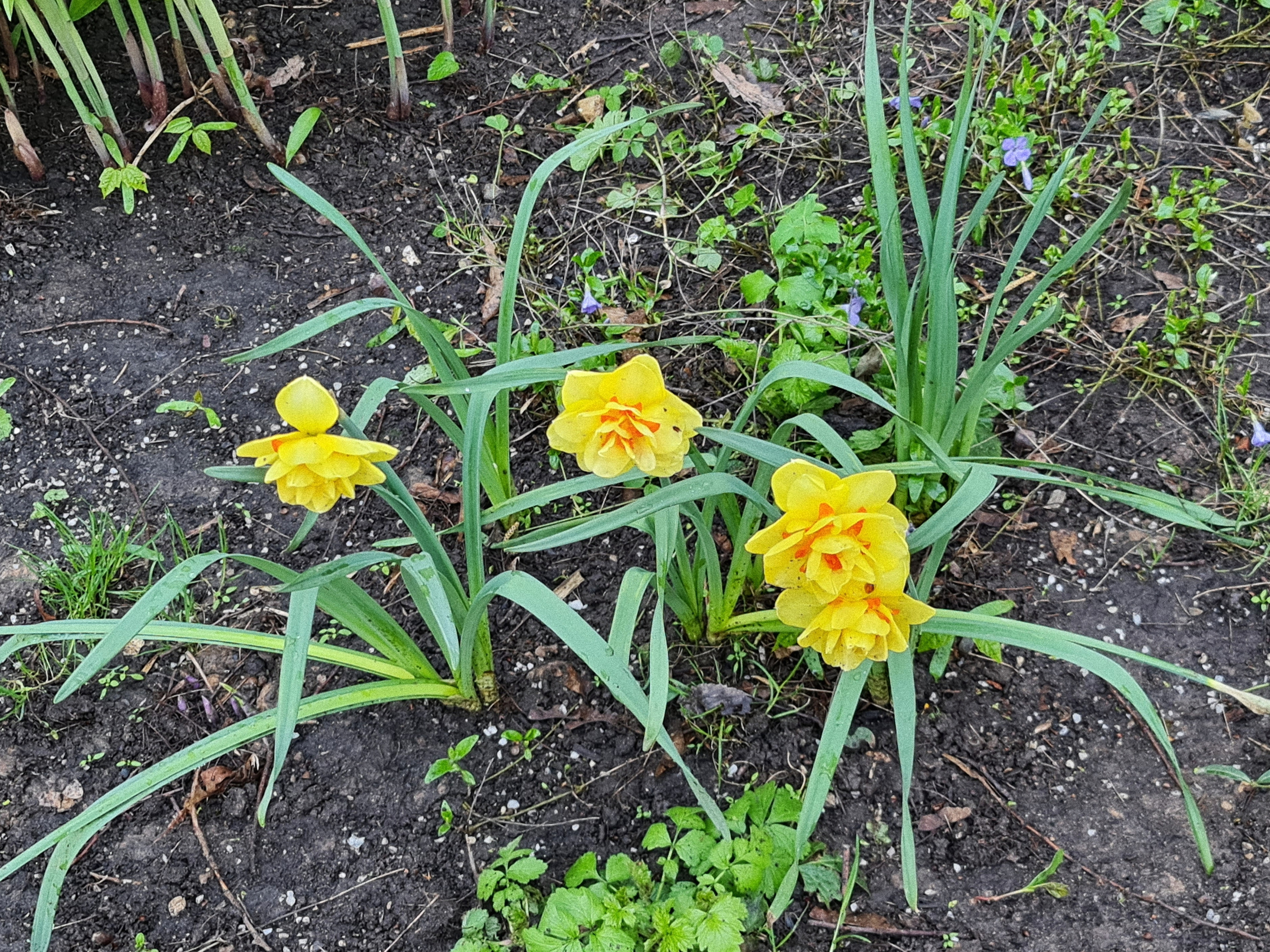 Три цветущих нарцисса в весеннем саду во дворе многоэтажного дома в Москве.