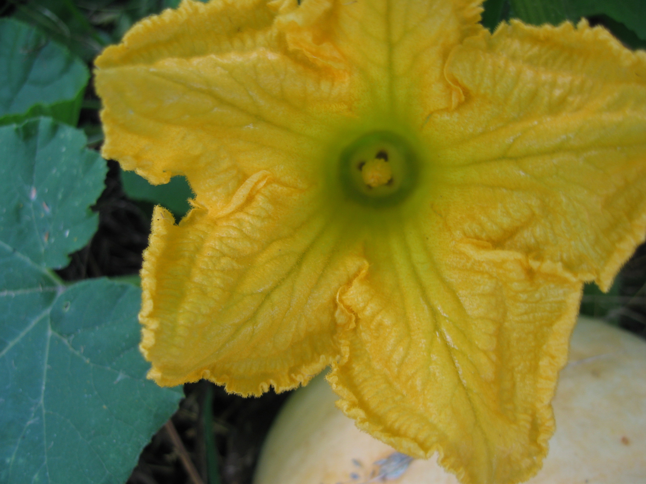 Лето на даче в деревне